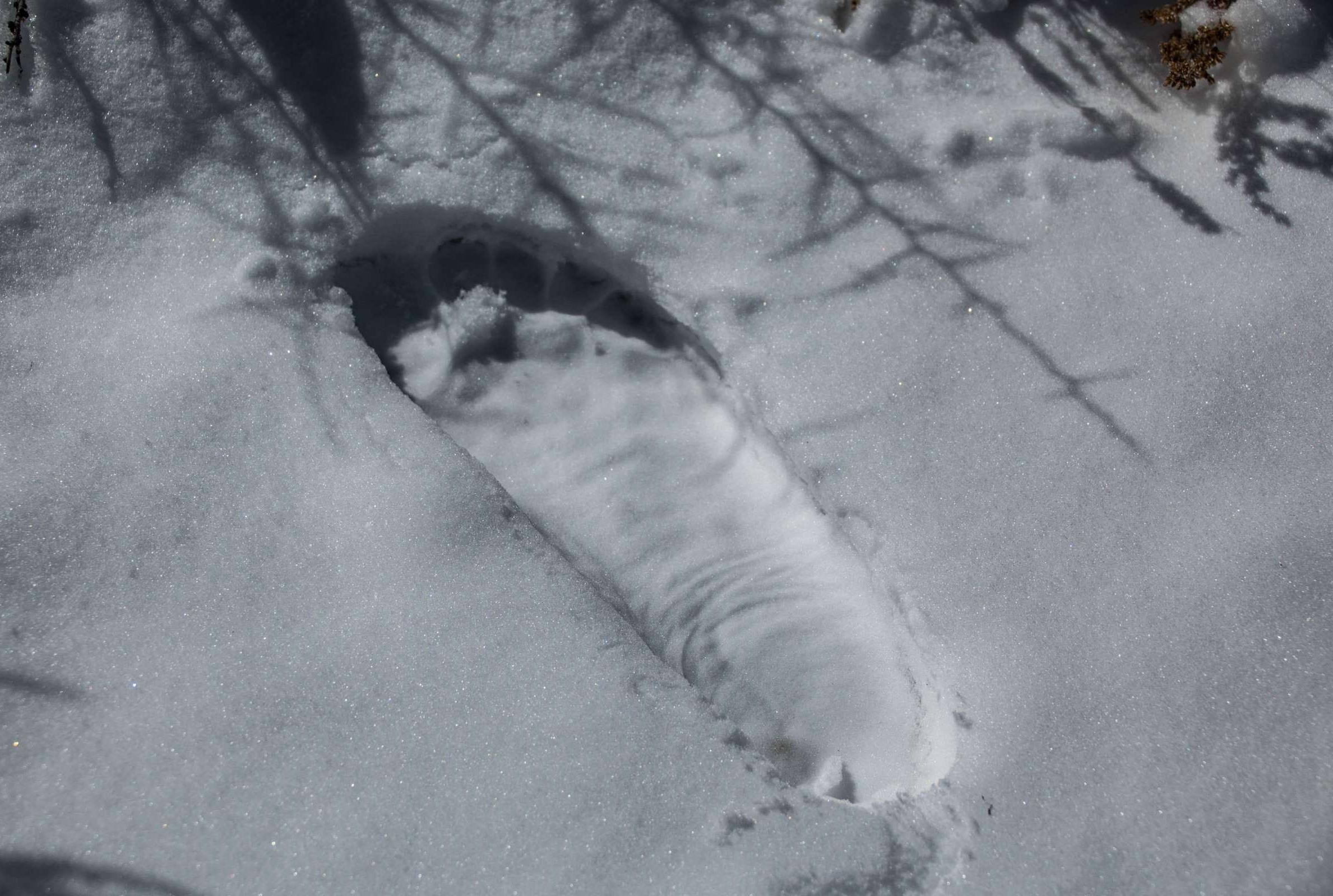 15 Mysterious Facts About Yetis - Vimarsana News