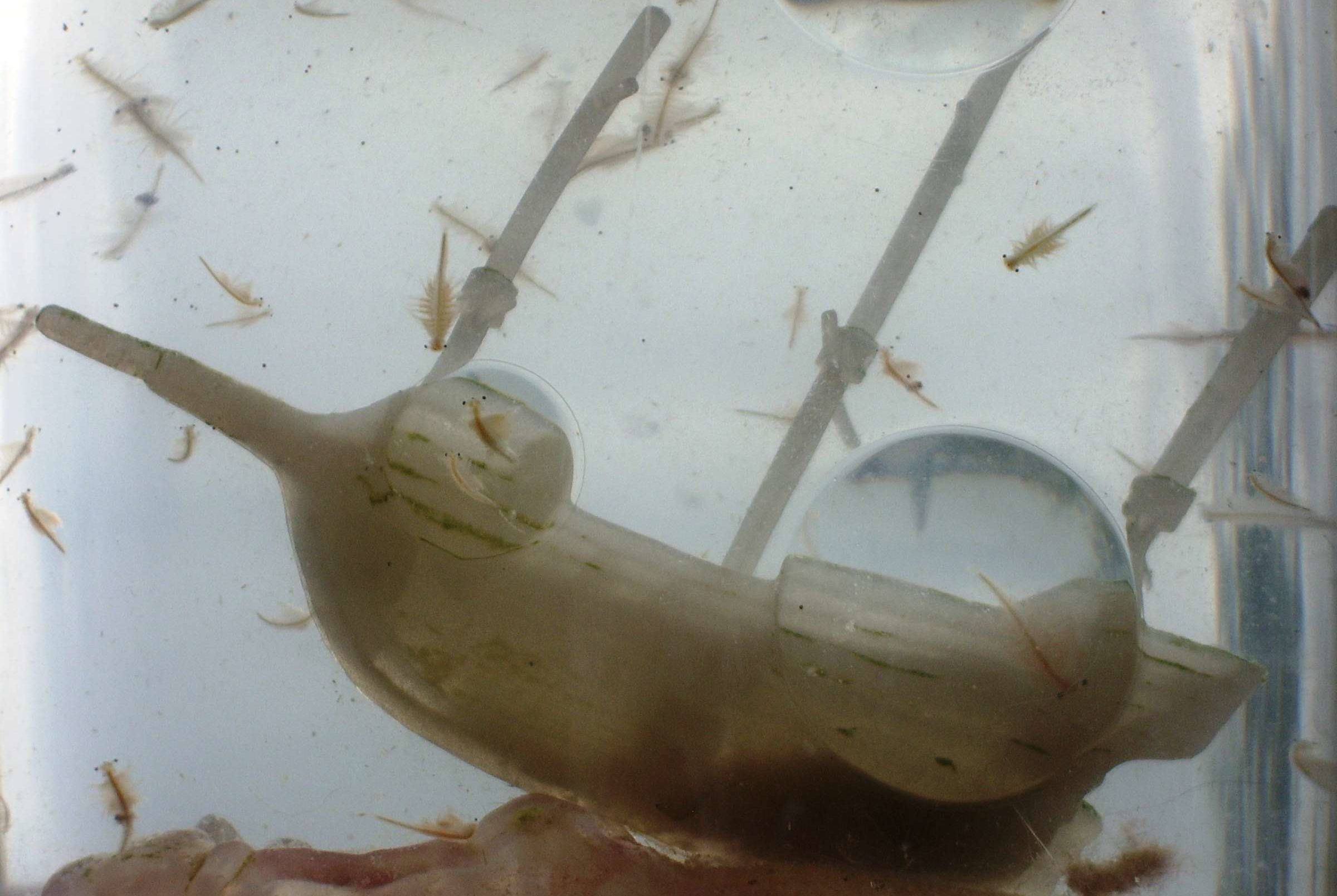 picture Harold Von Braunhut Inventions a brief history of sea monkeys mental