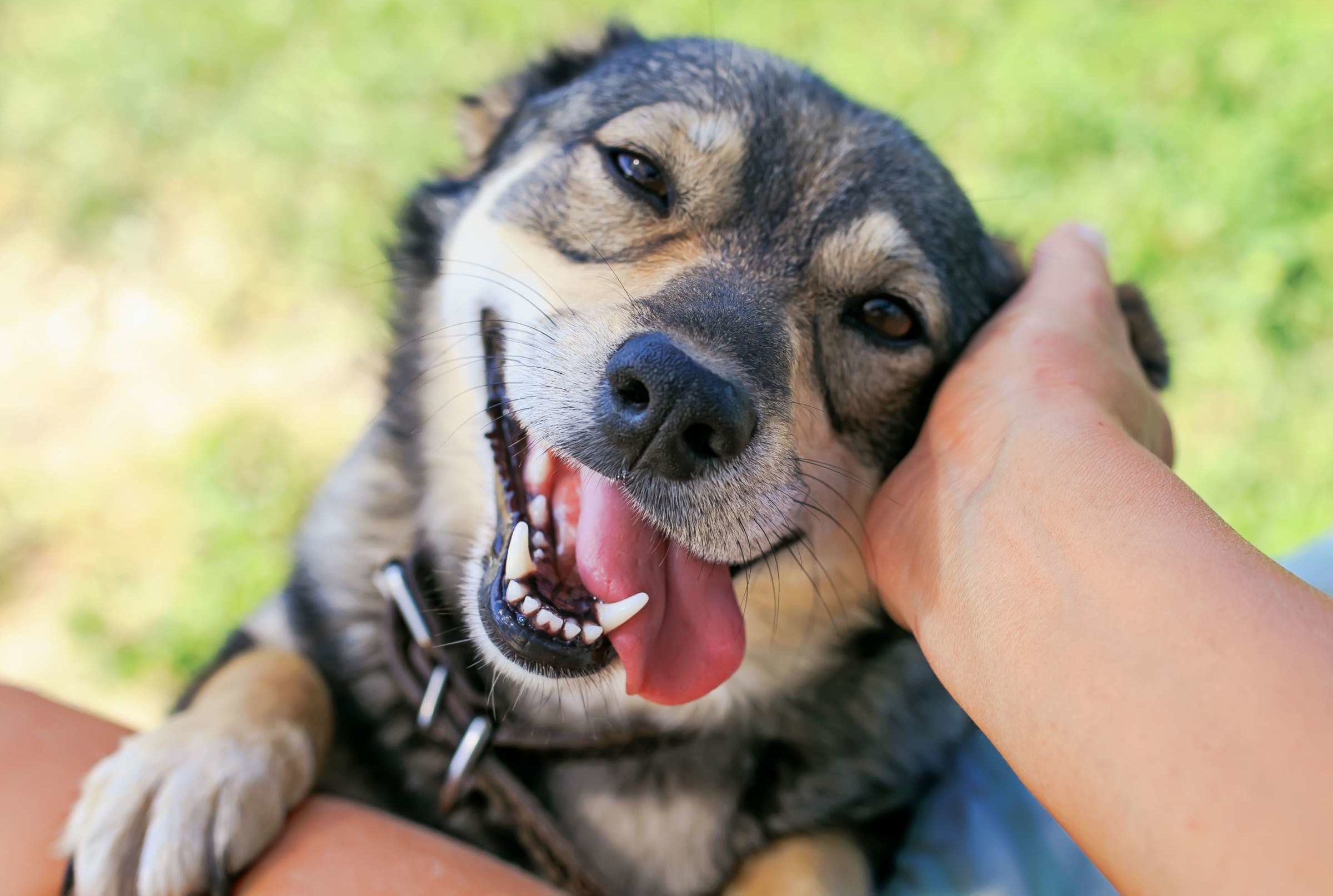 Free Busch Beer For Fostering Or Adopting A Shelter Dog Mental Floss