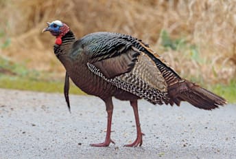 Why did the turkey cross the road? To peck at your tires.