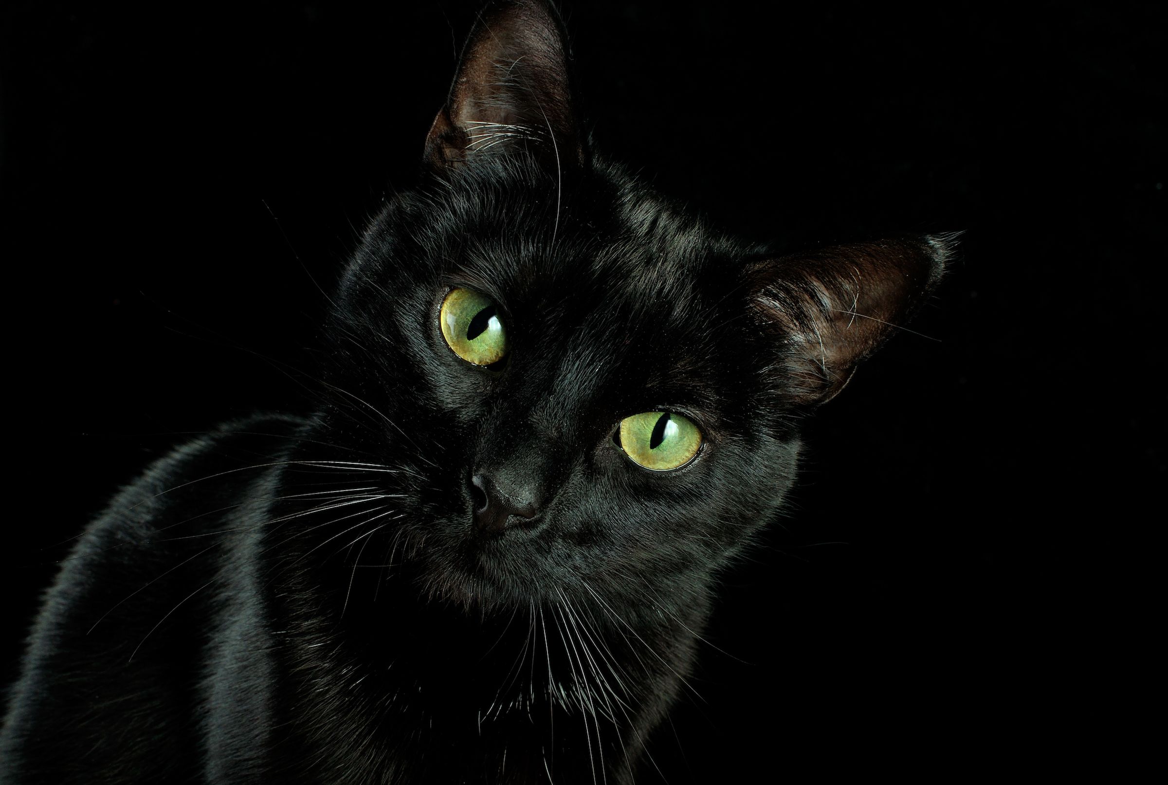 Black Cat Facts Mental Floss