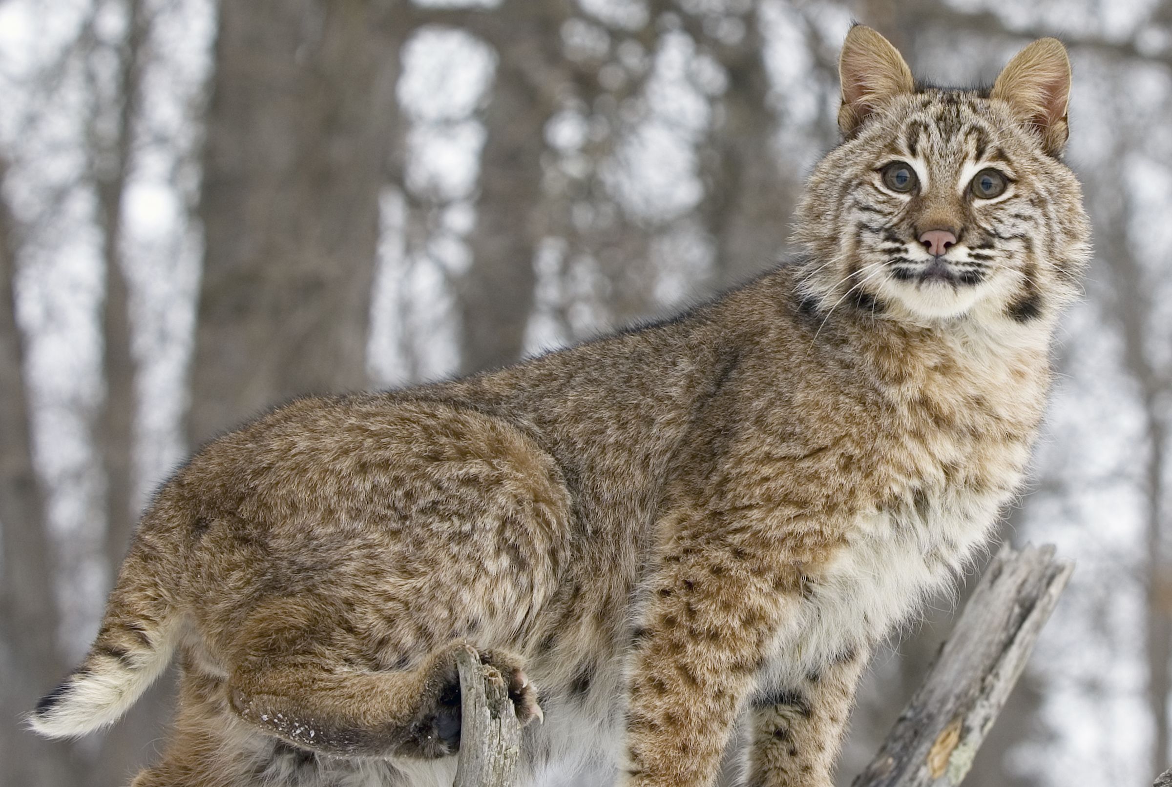 bobcat winter coat