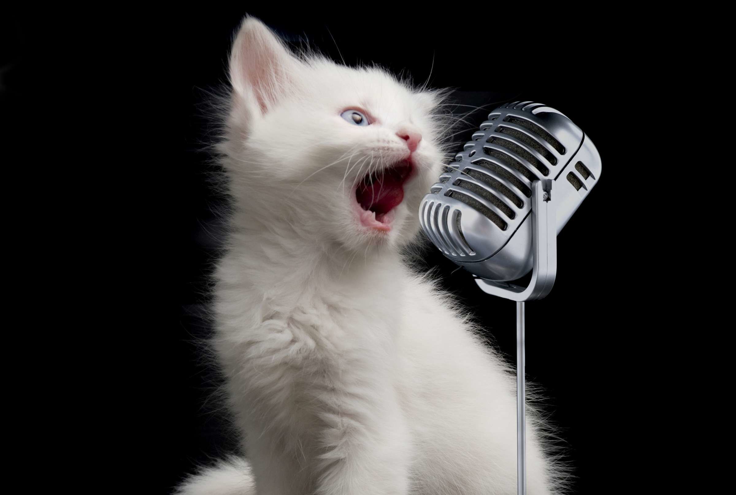 Включи кот петь. Богемская рапсодия пародия. Cat Singer. Коты поют Богемскую рапсодию картина. Котики поют Богемскую рапсодию обои на телефон.