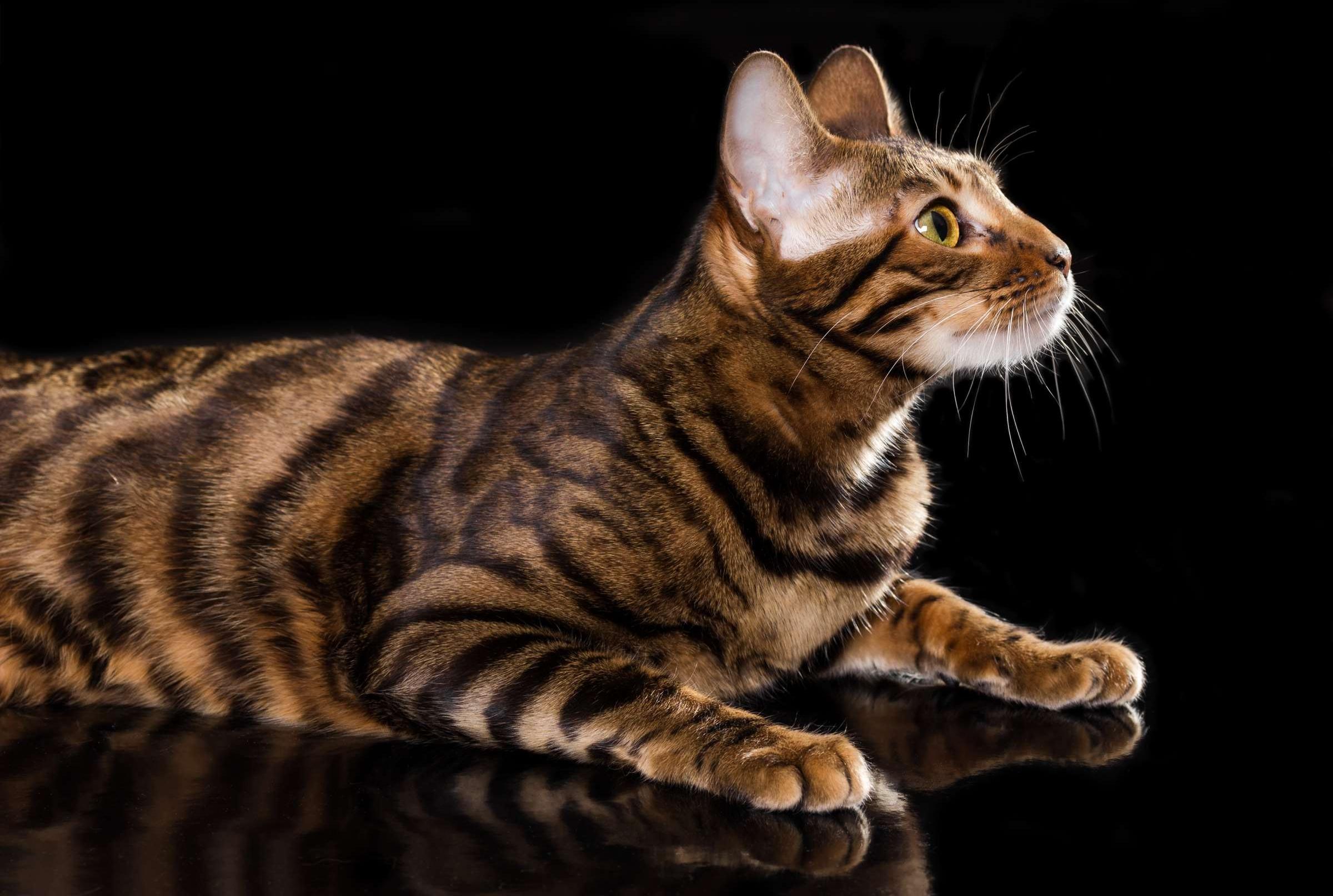The 10 Most Expensive Cat Breeds in the World - Vimarsana News