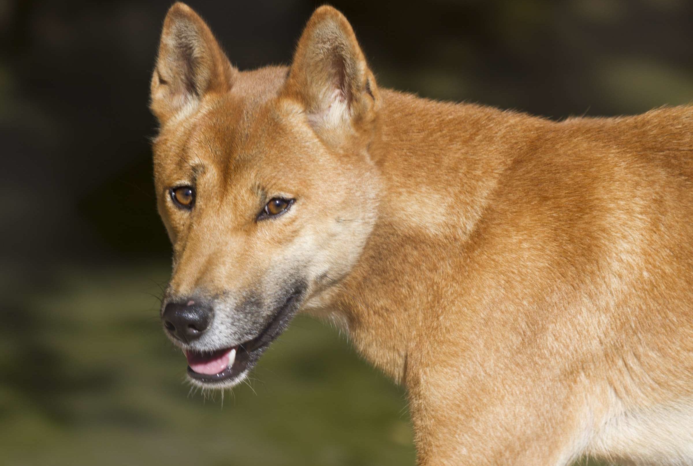 5 Semi Wild Dogs From Around The World Mental Floss