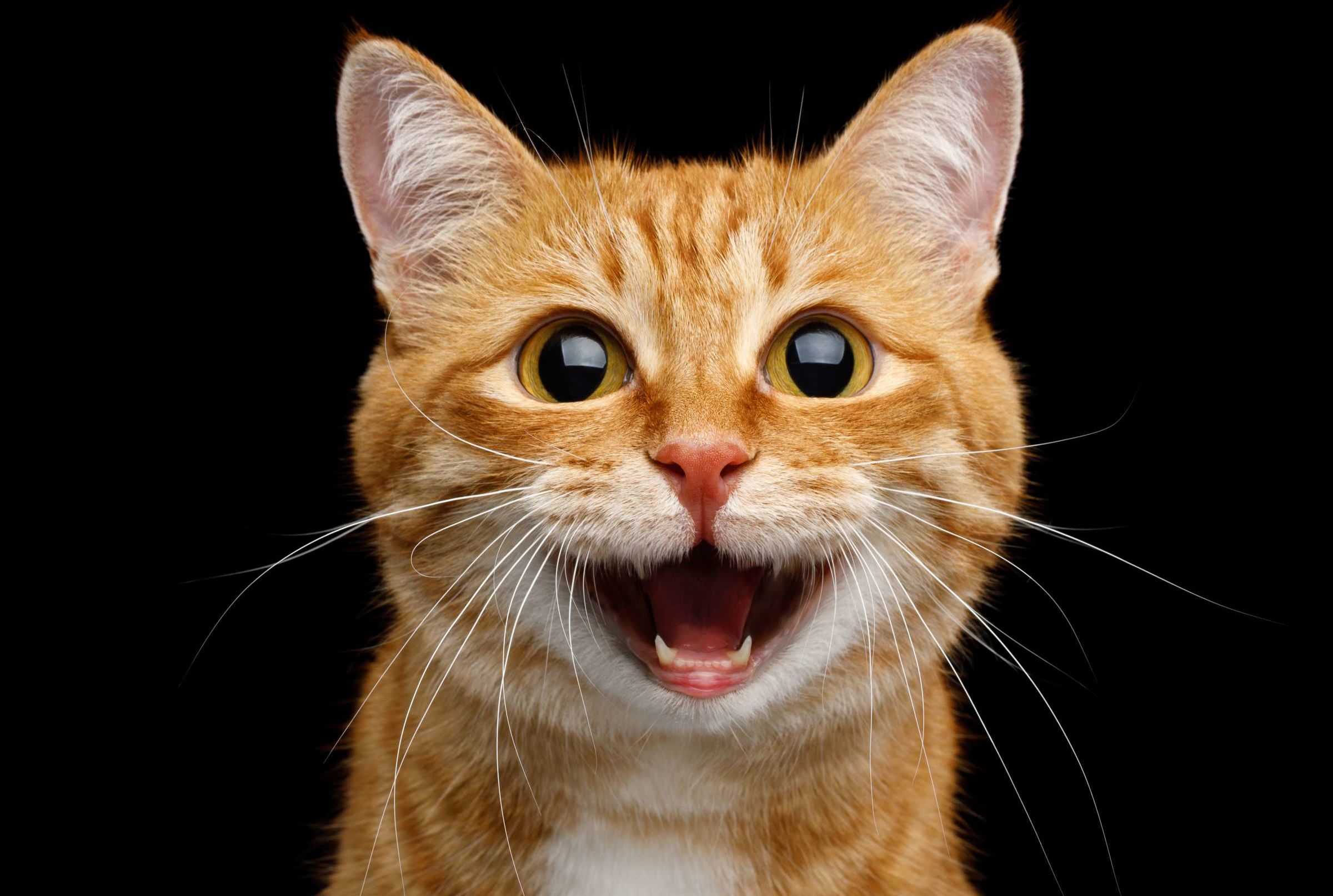 Download Personalized Wearable Cat Masks Mental Floss