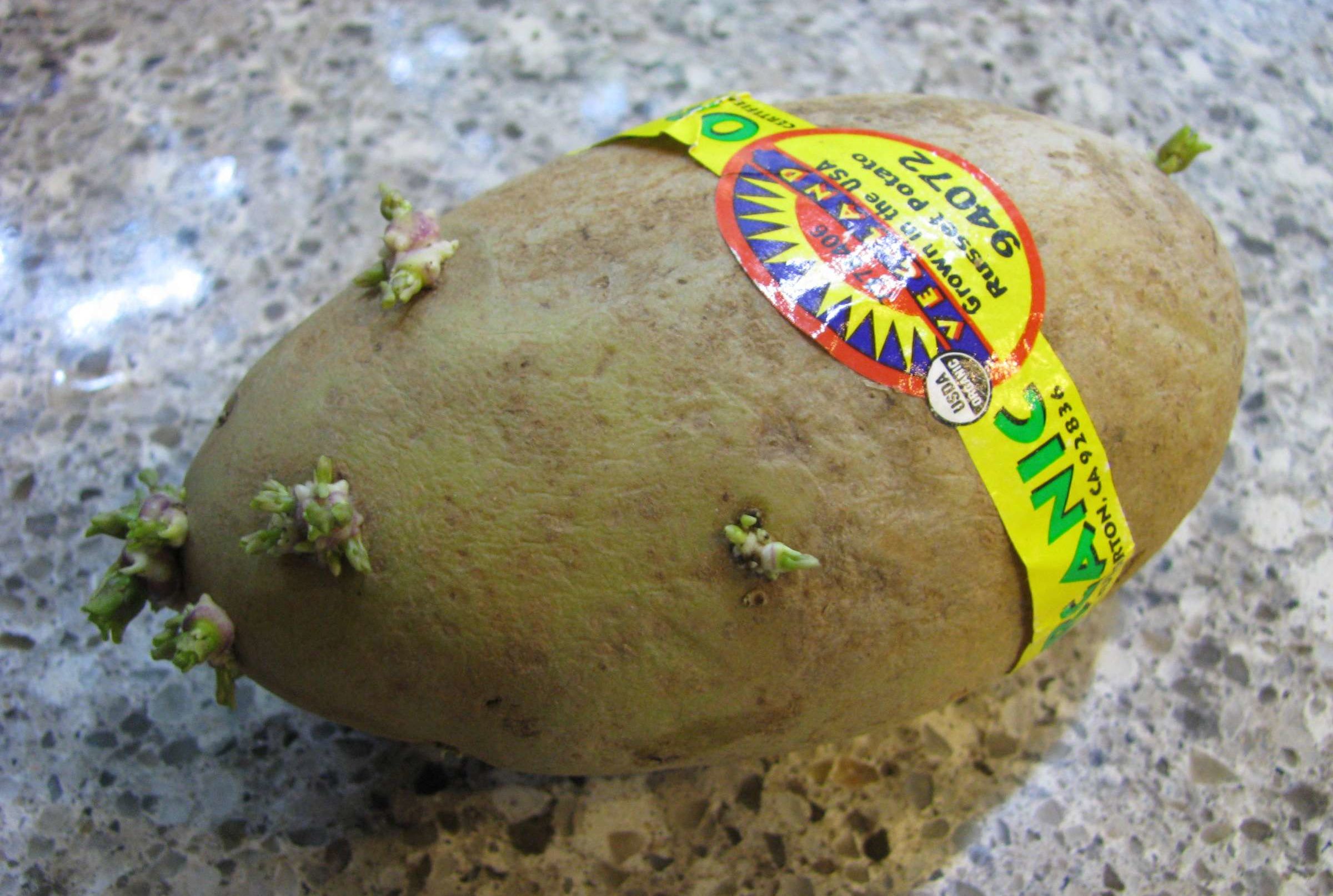 Sprouted Potato Safety Mental Floss Sprouted Potato Safety Mental Floss