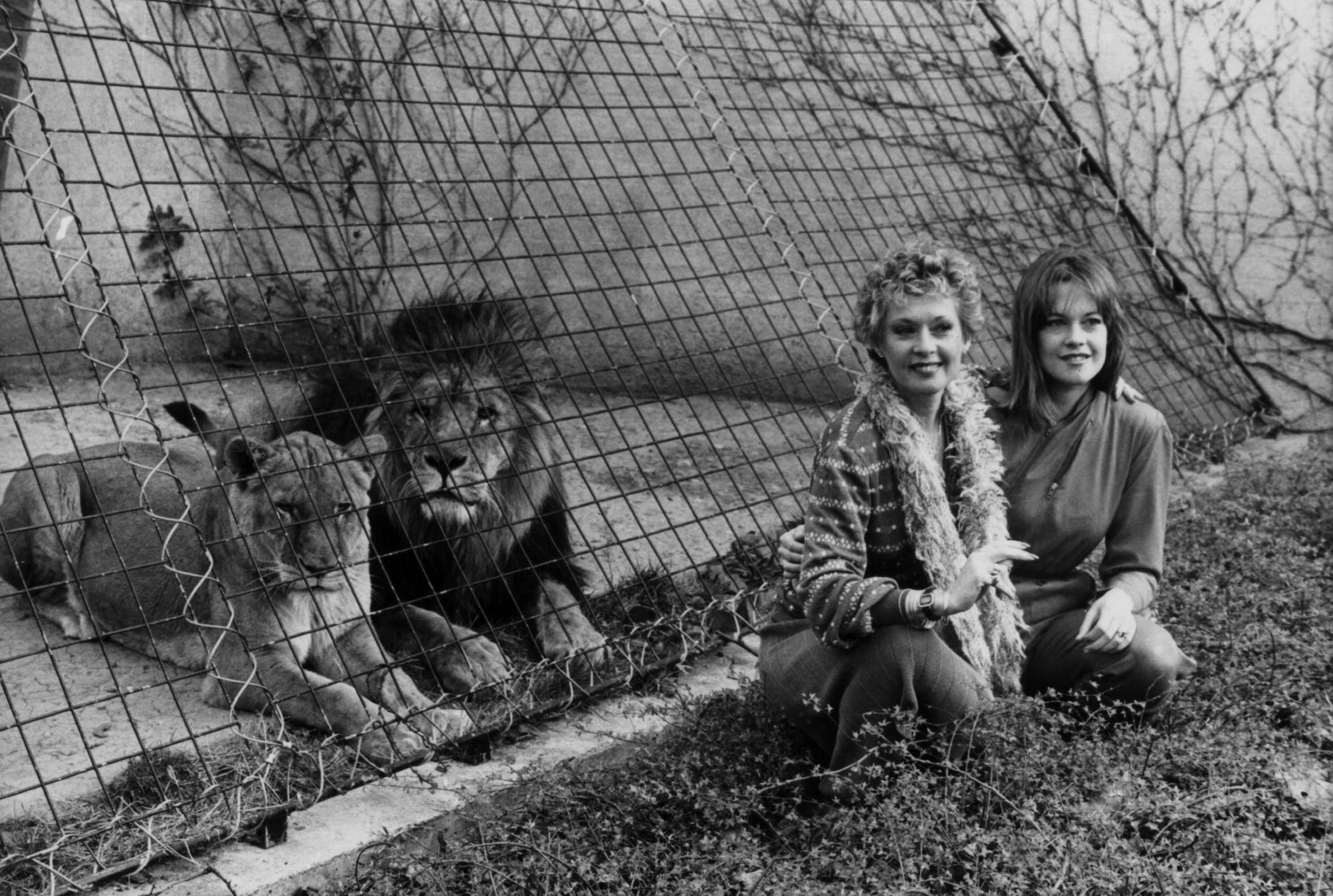 Big Cat Movie Roar Coming To Vod Mental Floss