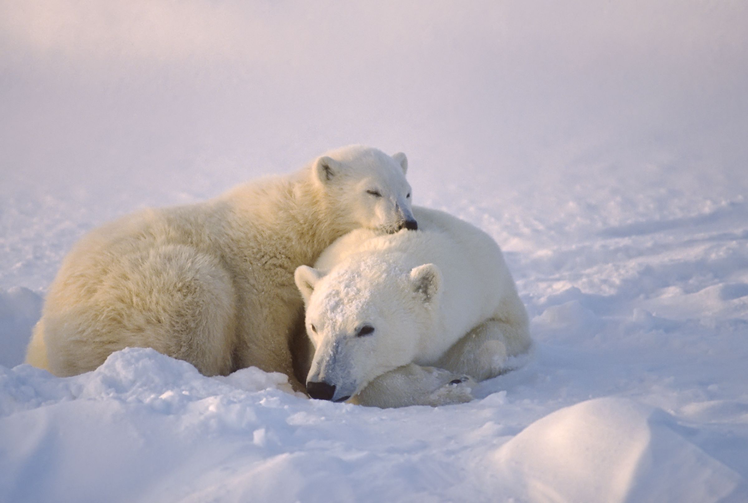 Polar Bear Facts Mental Floss