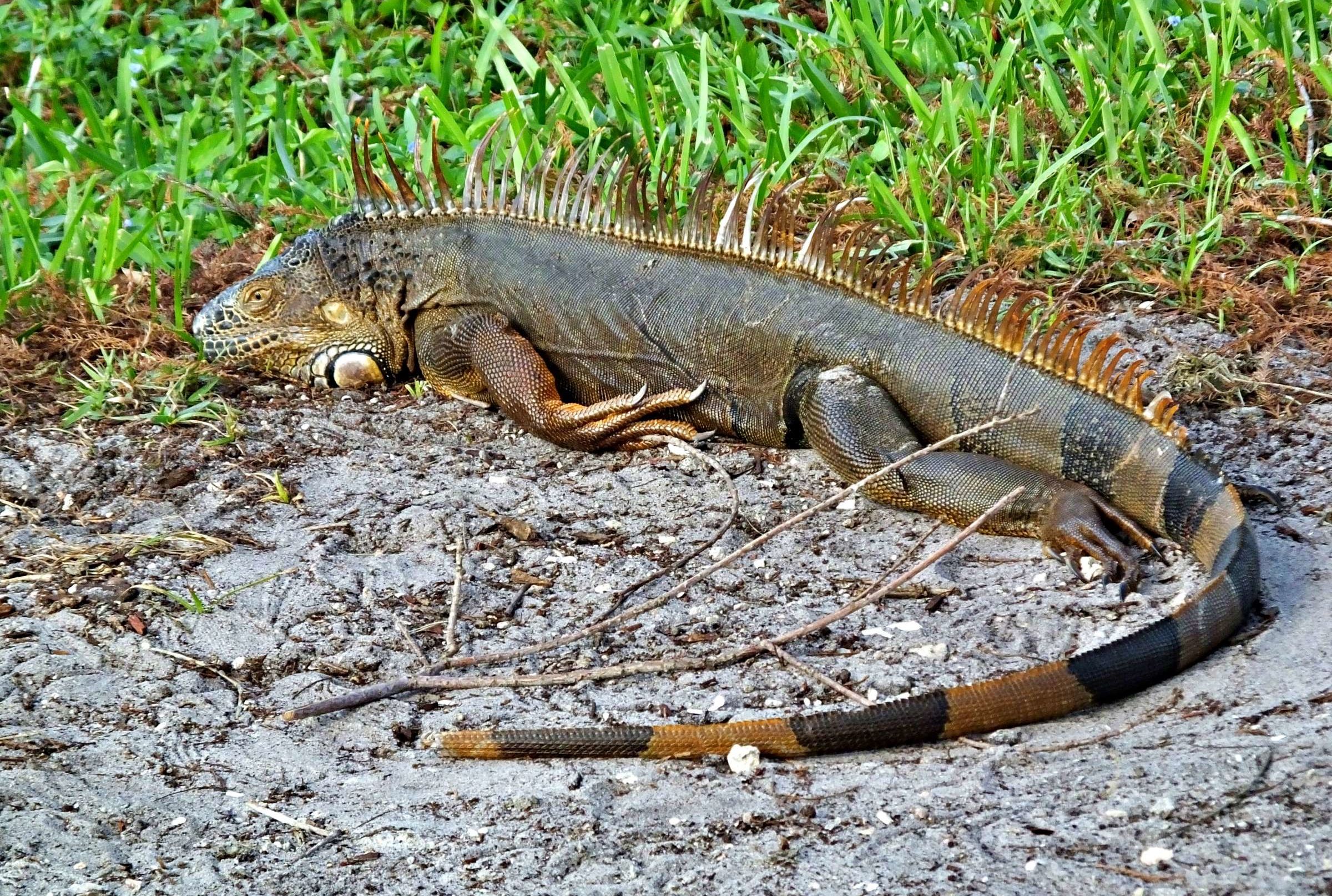 It S Raining Iguanas Mental Floss