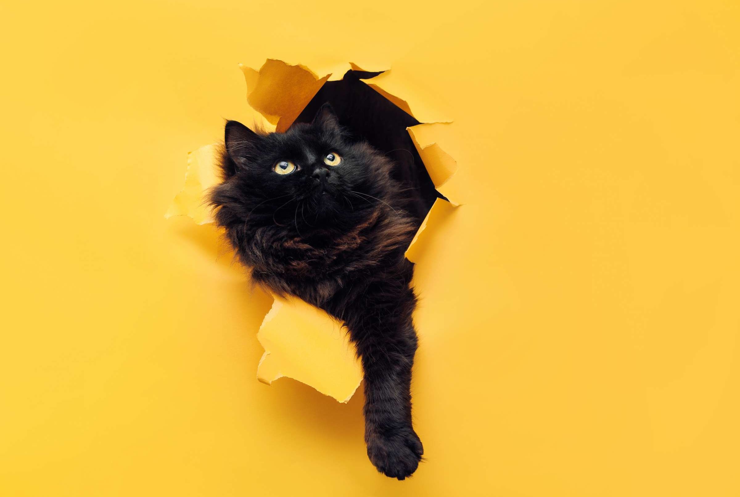 five years in cat years