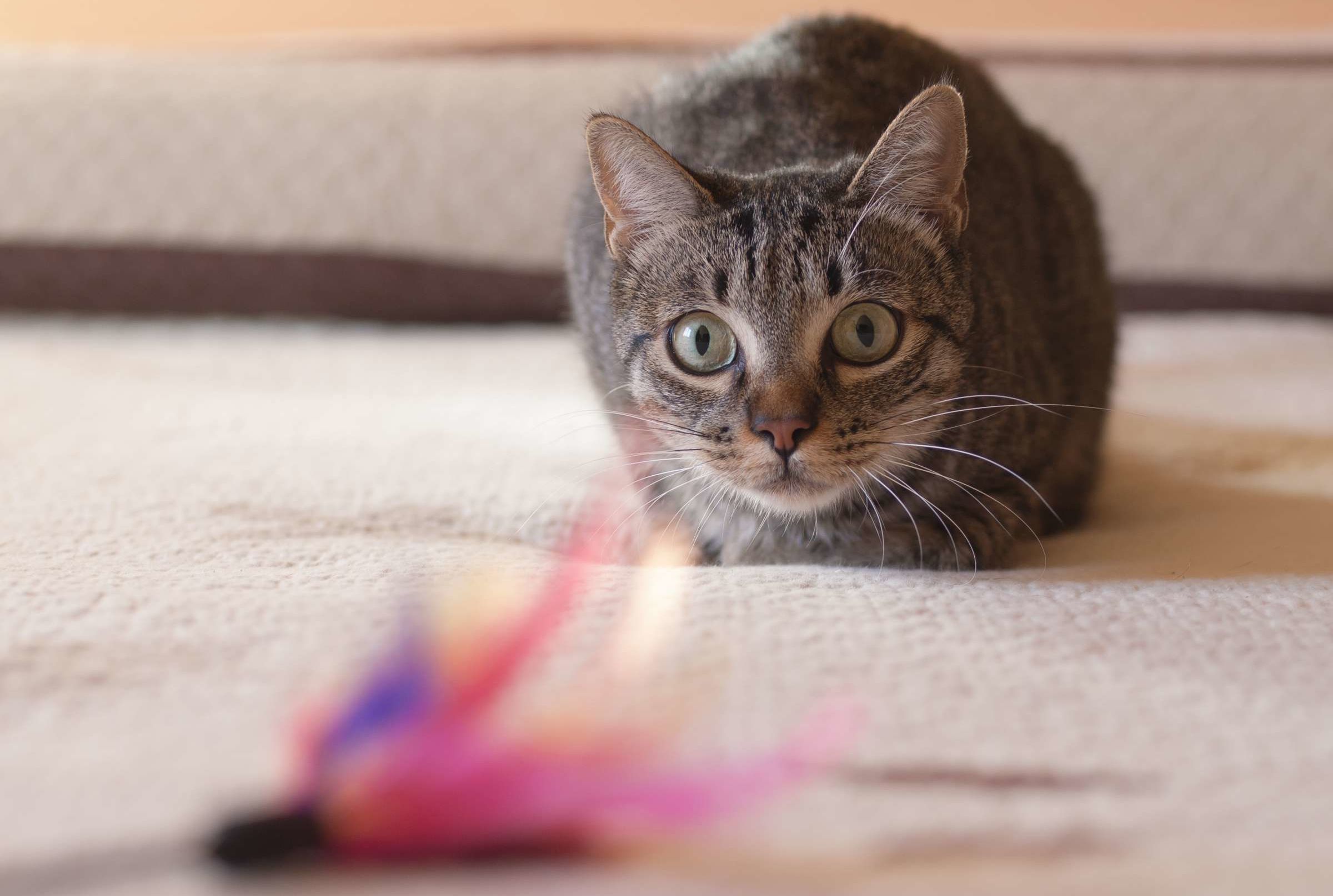 Why Do Cats Their Butts Before Pounce? | Mental Floss