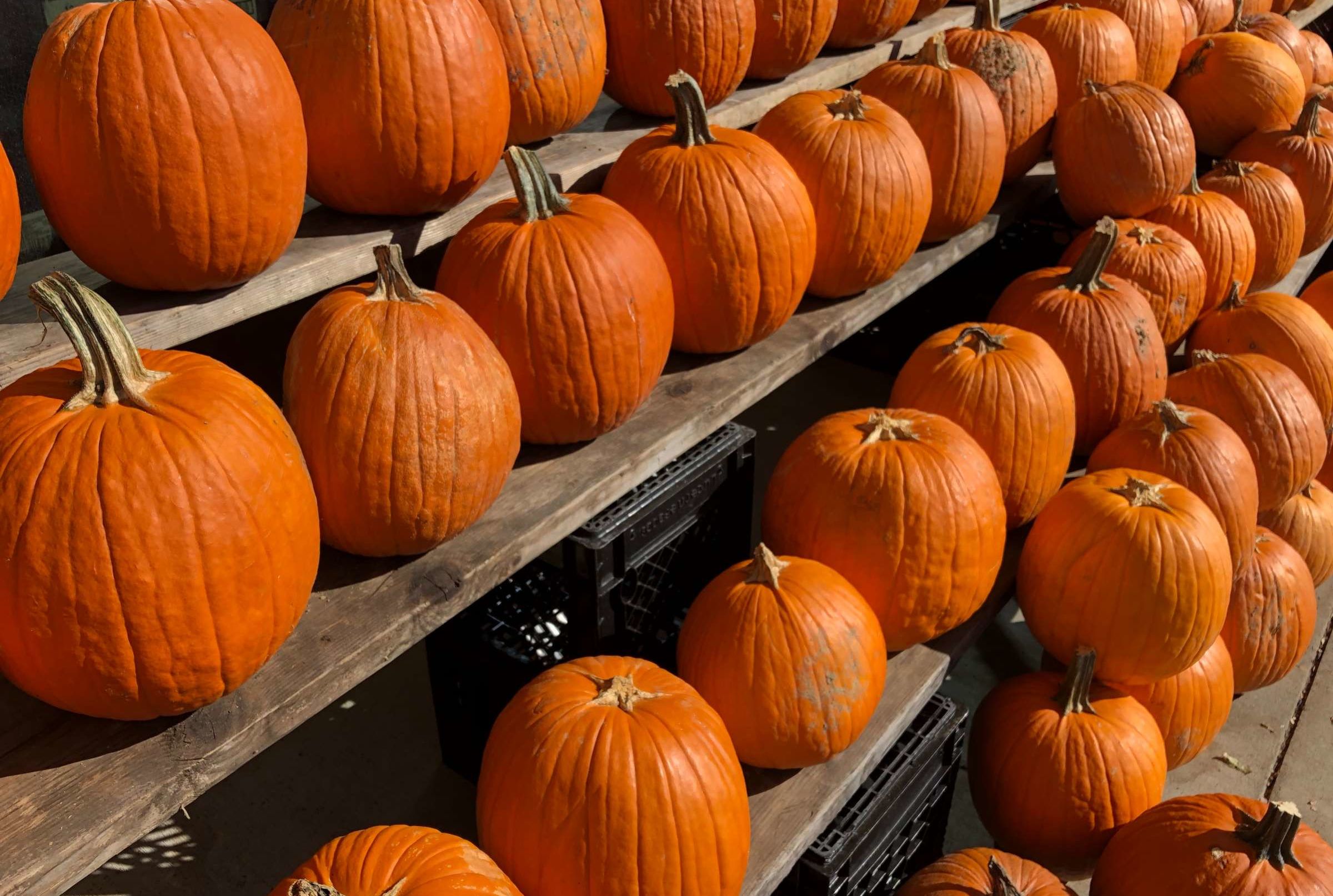 Halloween Pumpkins Edible Mental Floss