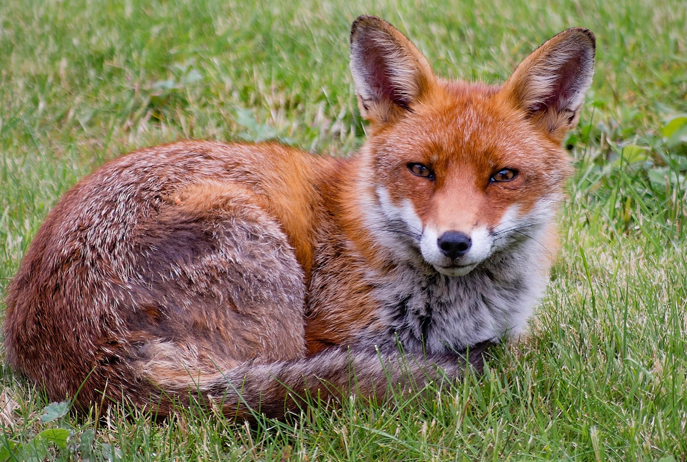 Fox Steals Shoes In Berlin Mental Floss Fox Steals Shoes In Berlin Mental Floss