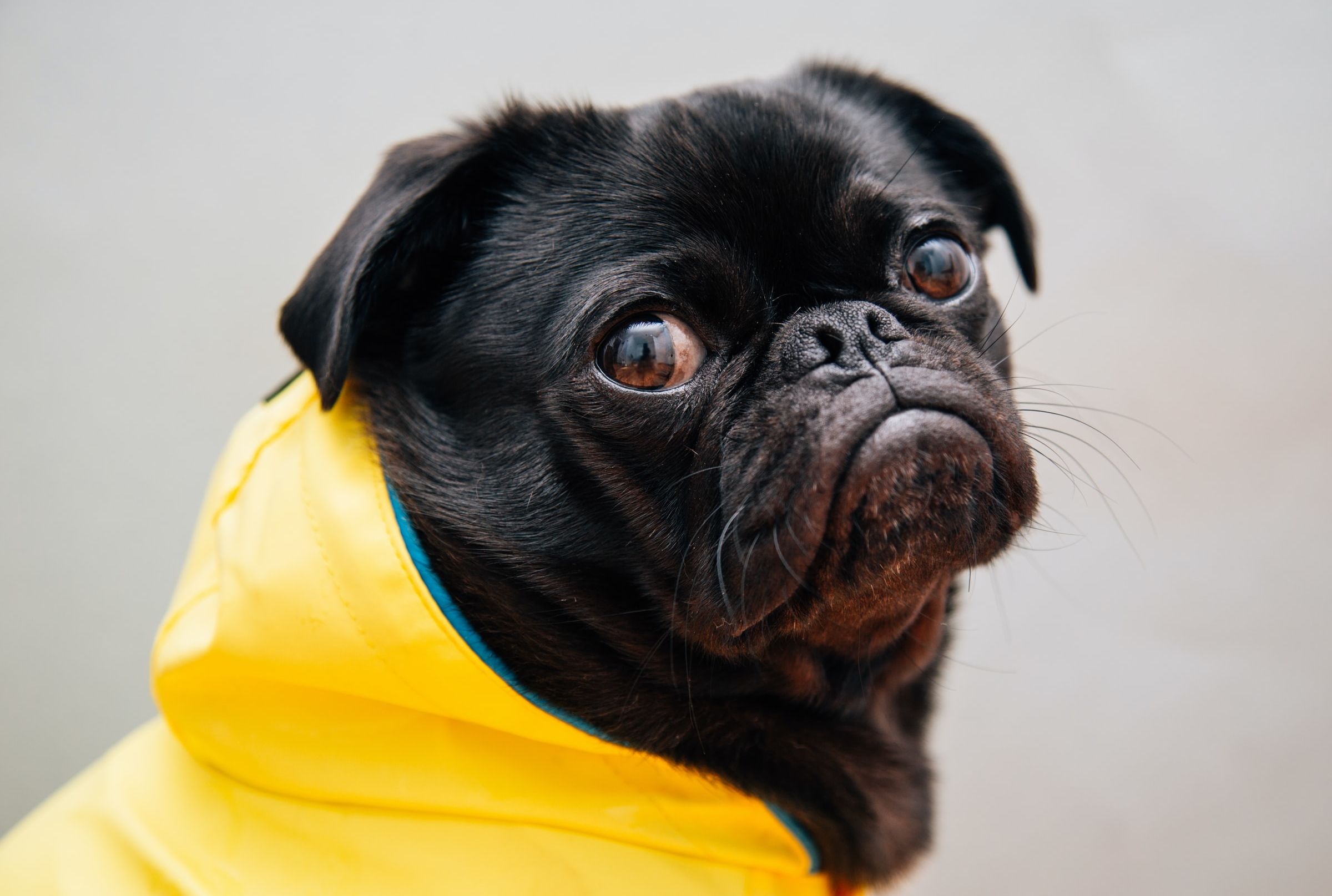 thunder belt for dogs