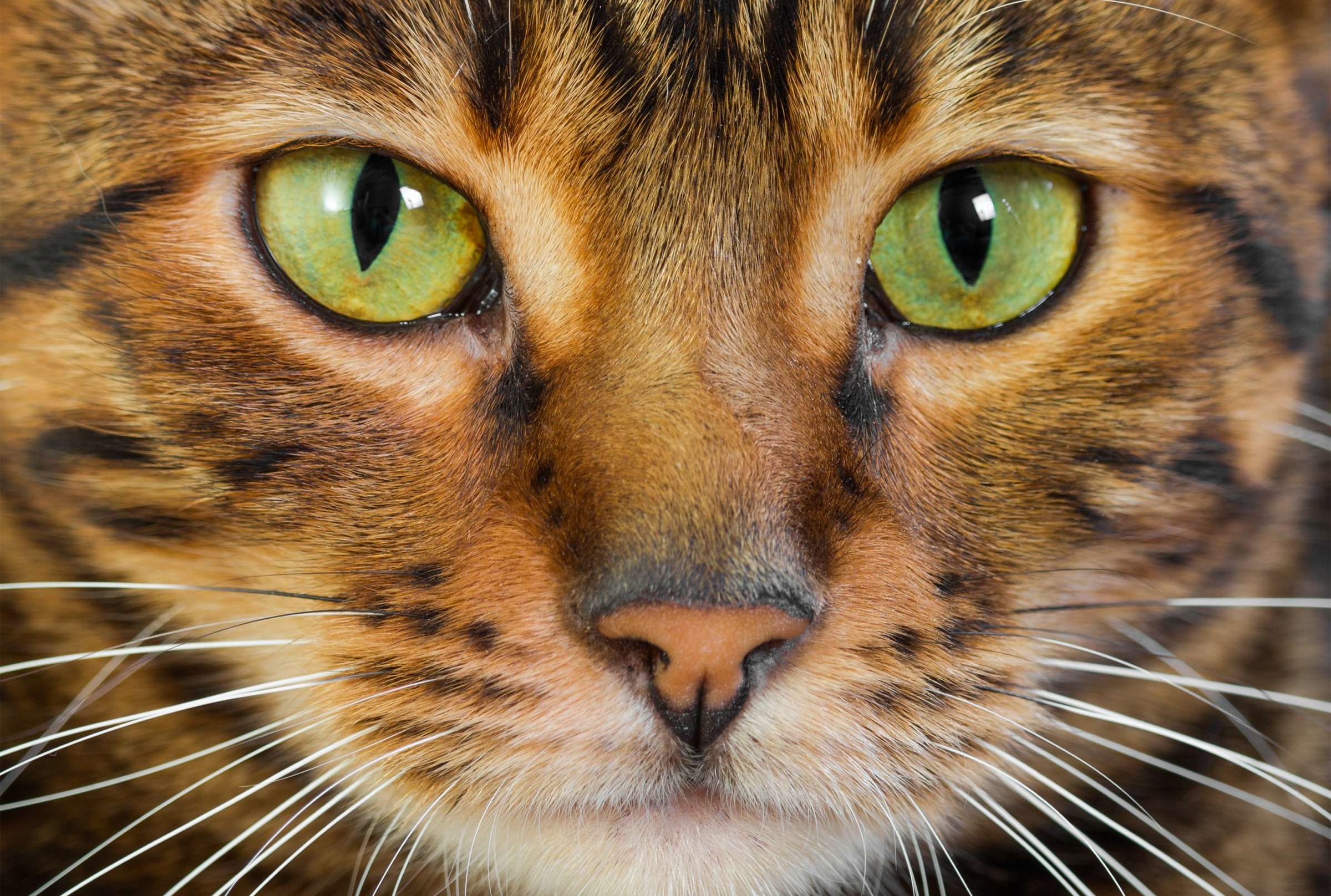 Cat Breeds With Wild Roots Mental Floss