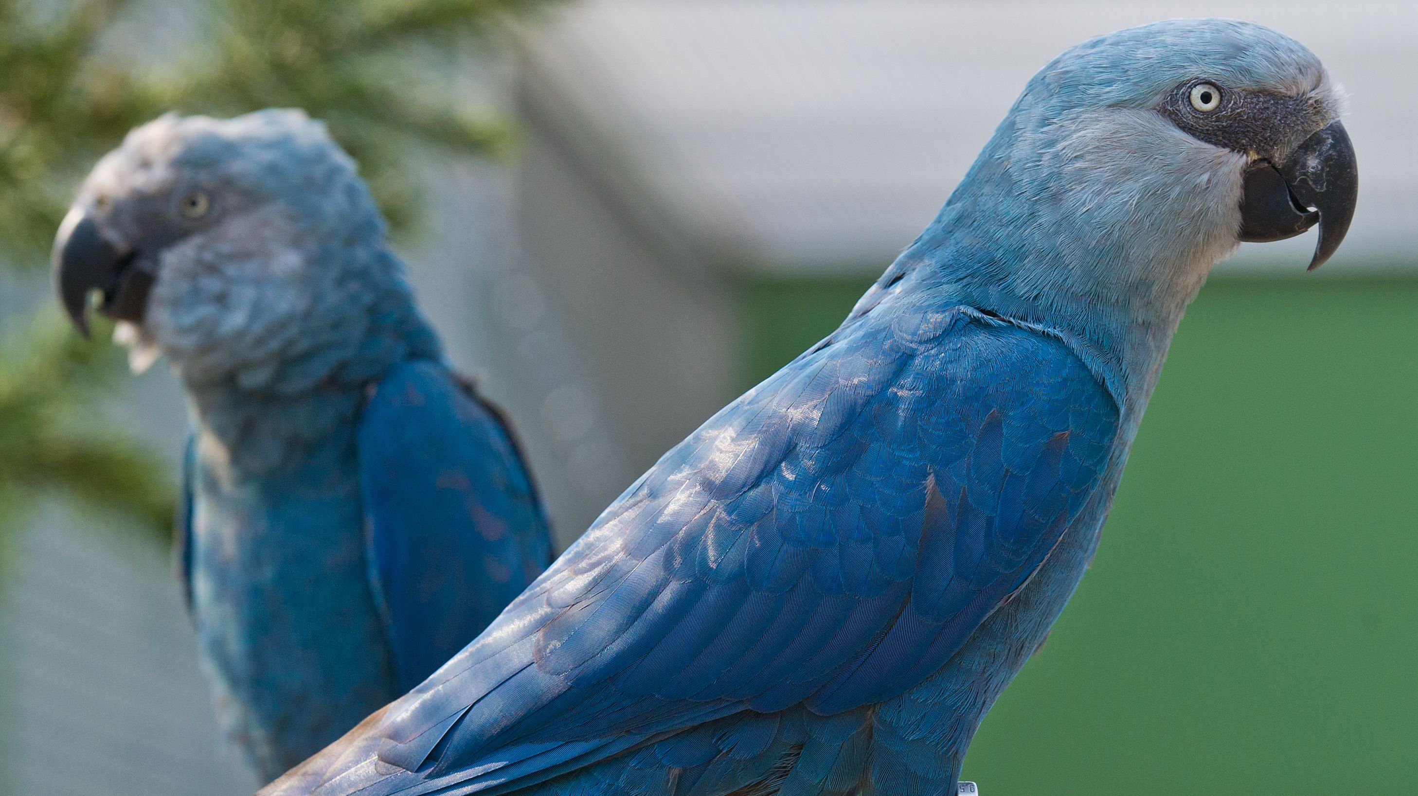 blue cockatoo