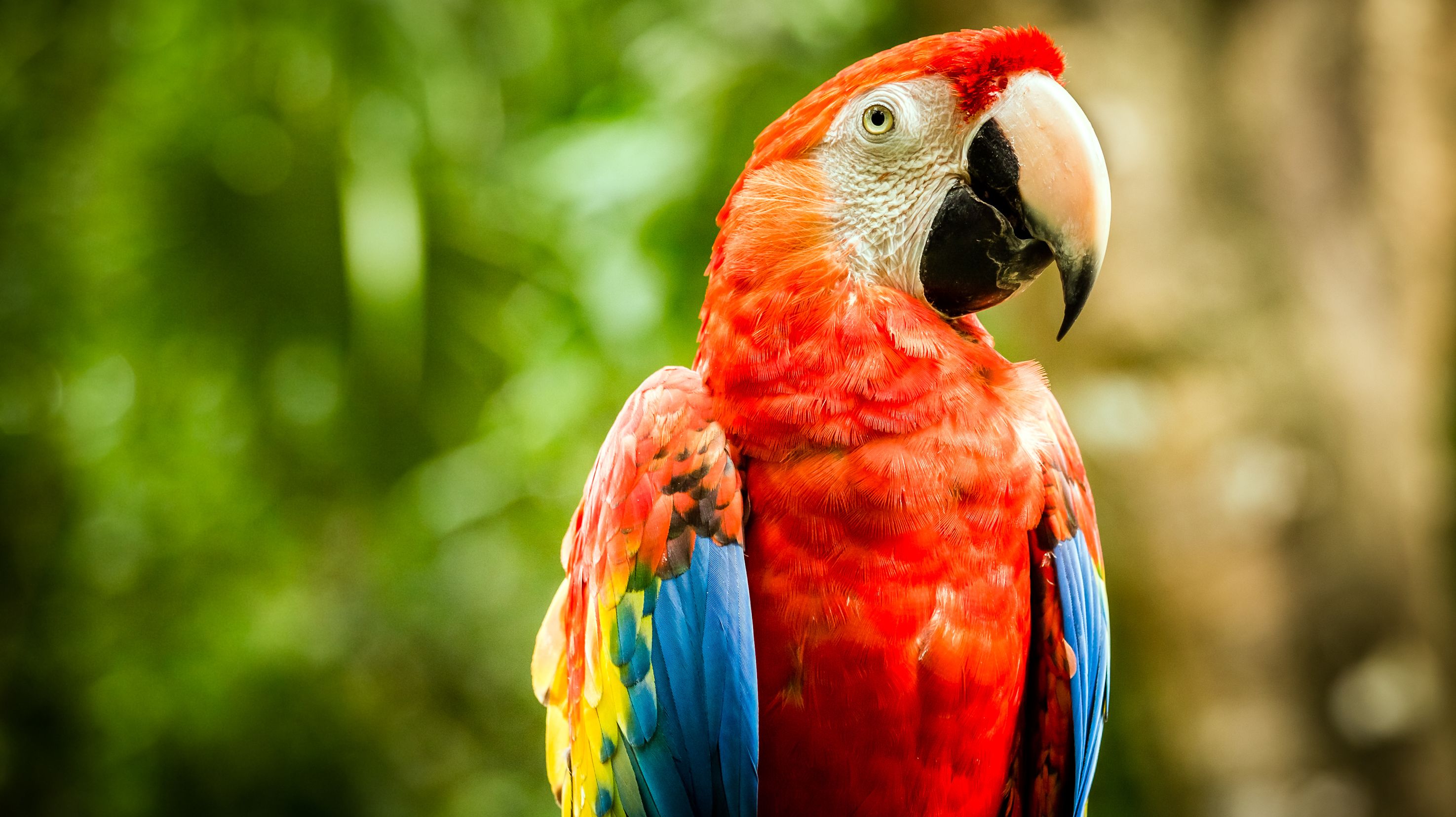 5 Times the Jig Was Up Because the Parrot Squawked | Mental Floss