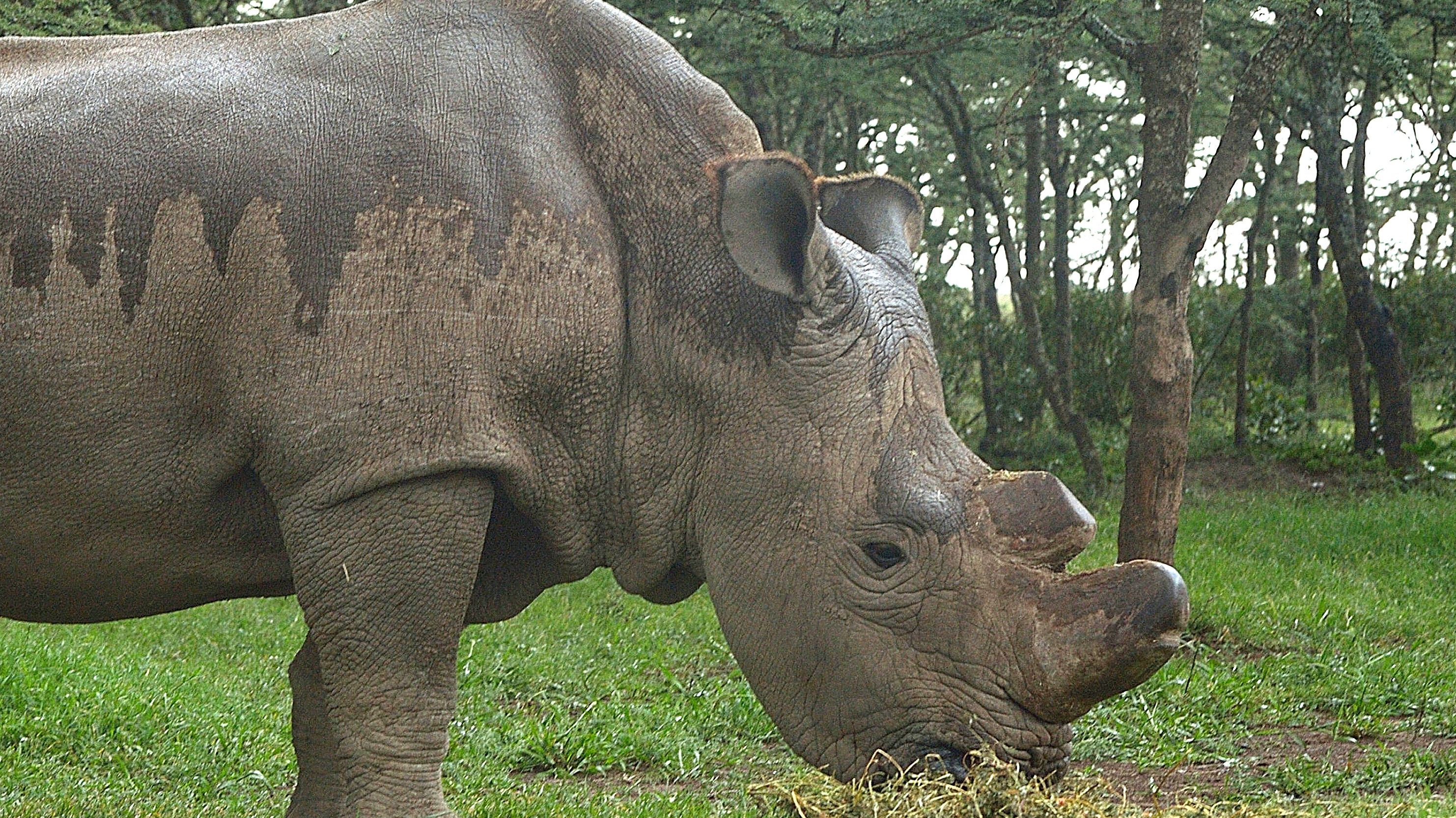 The World's Last Male Northern White Rhino Has Died, But Could He Still
