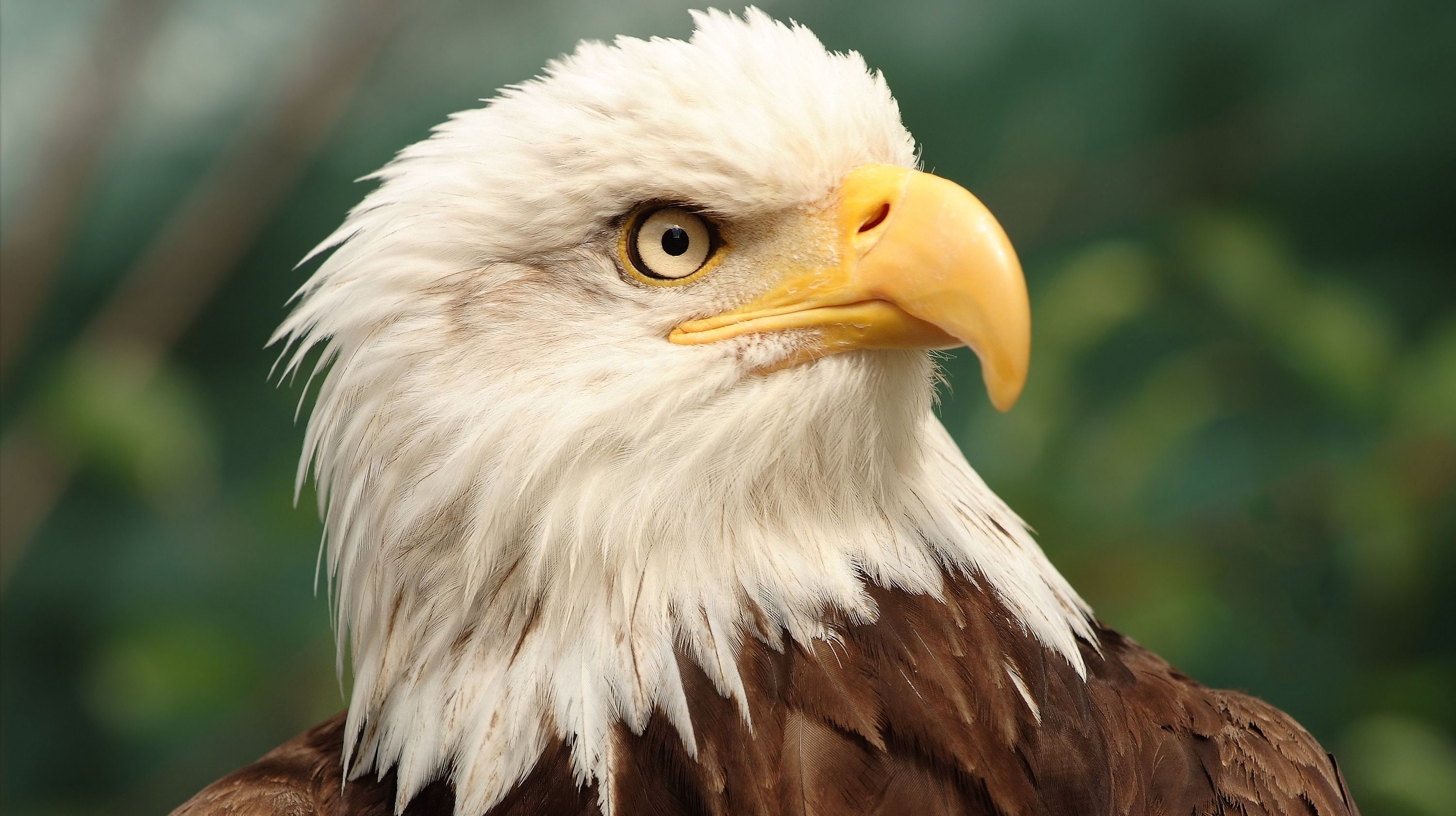 all about eagles birds