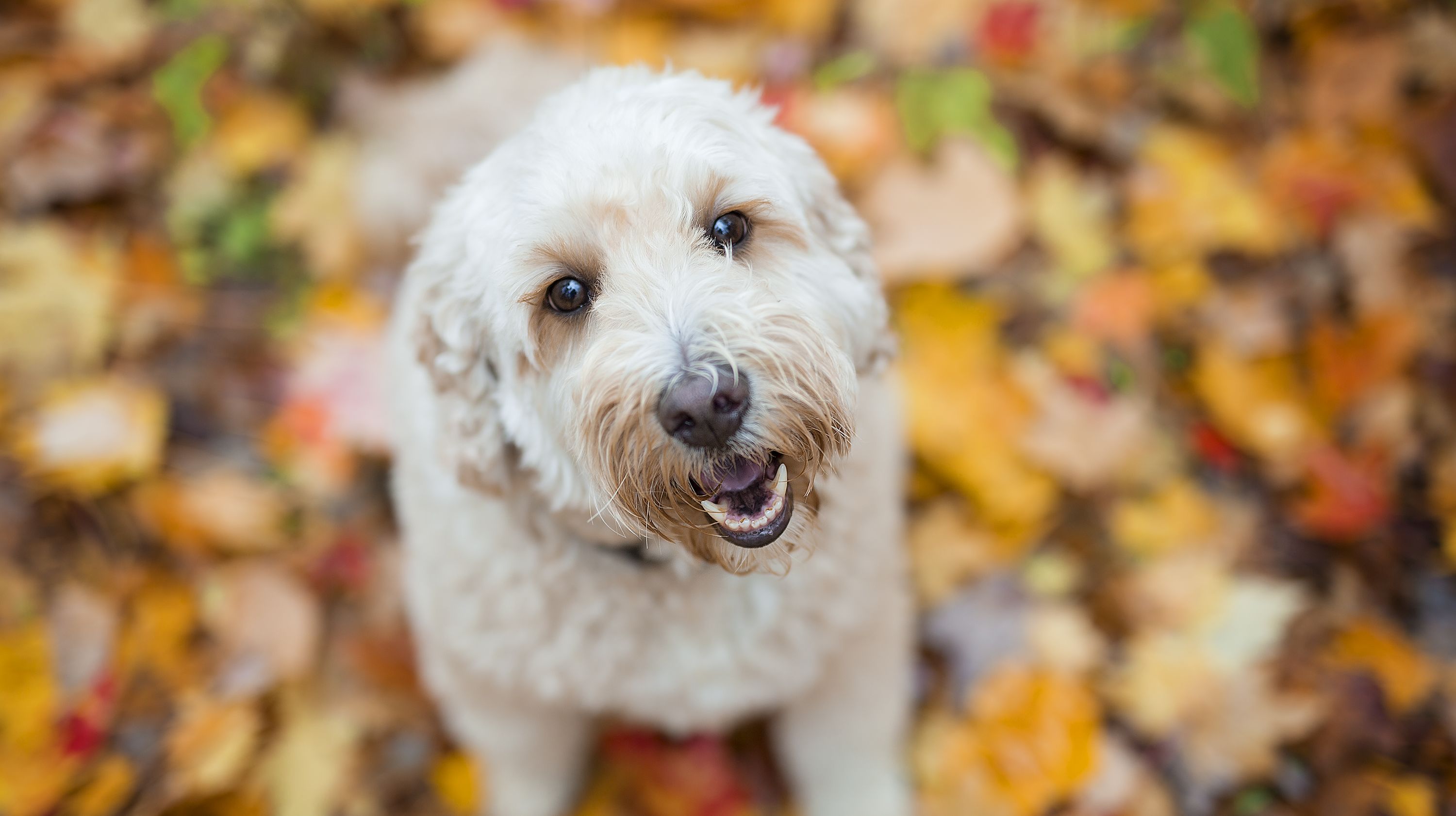 how to figure out what my dog is mixed with