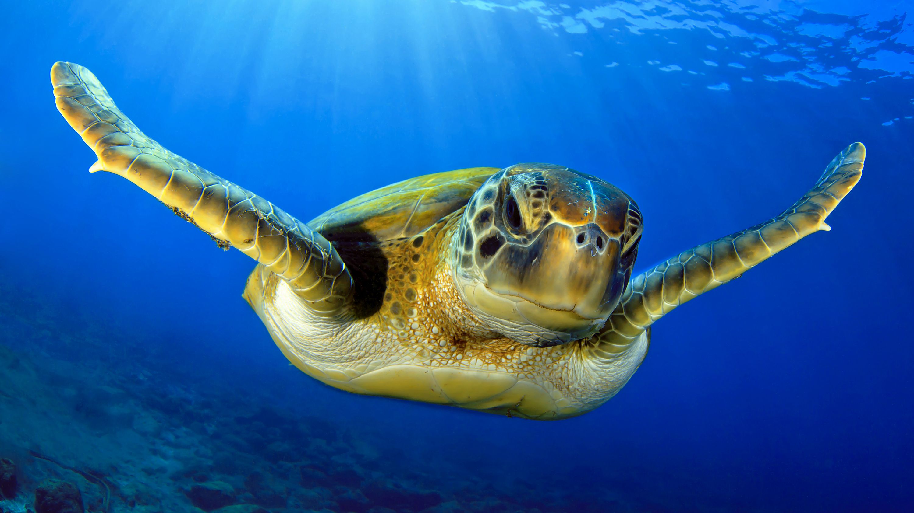 Climate Change Is Making Nearly All Sea Turtles Born on These Beaches