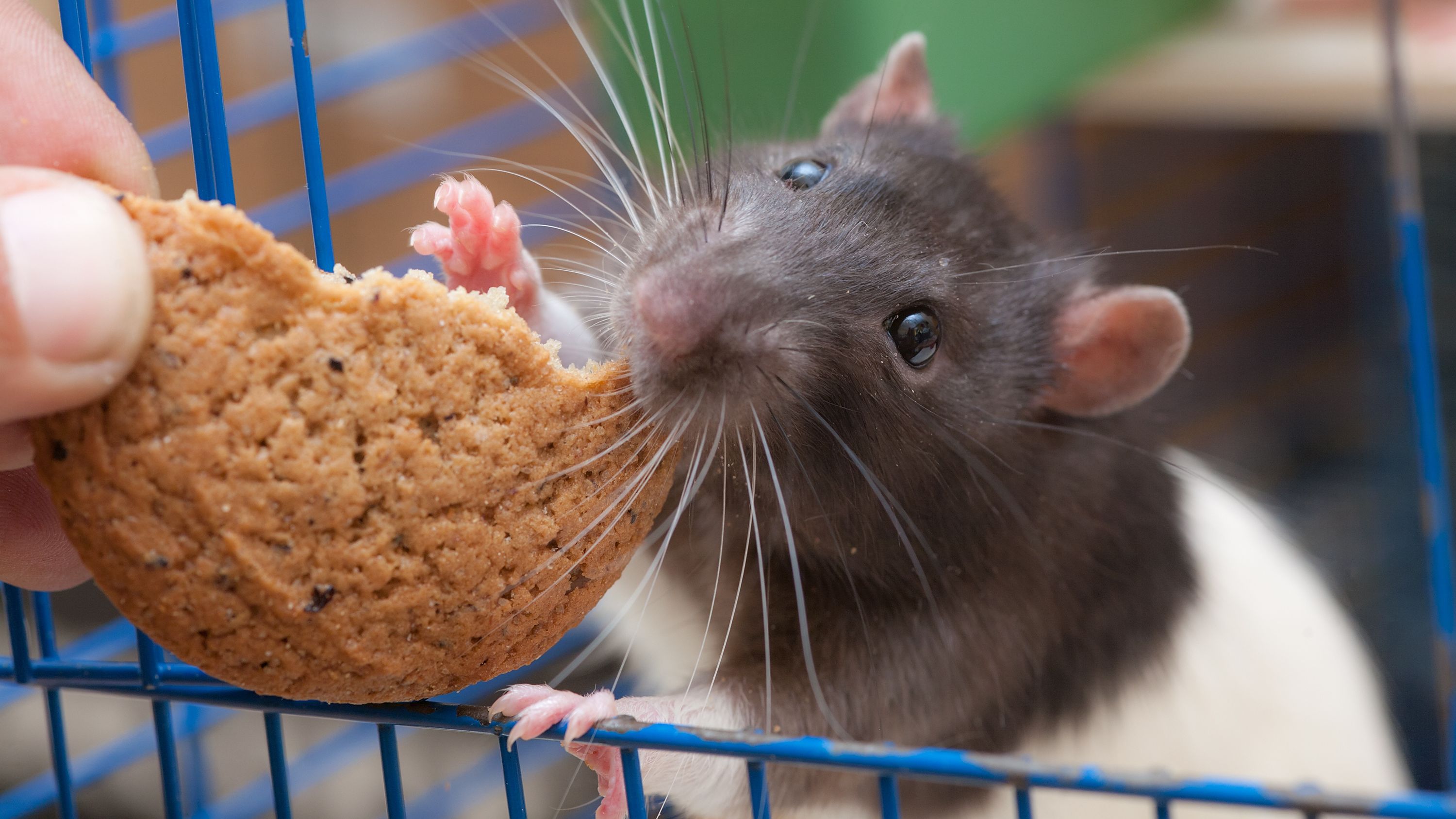 Want to Make Your Kid Happy? Buy Them a Rat Mental Floss