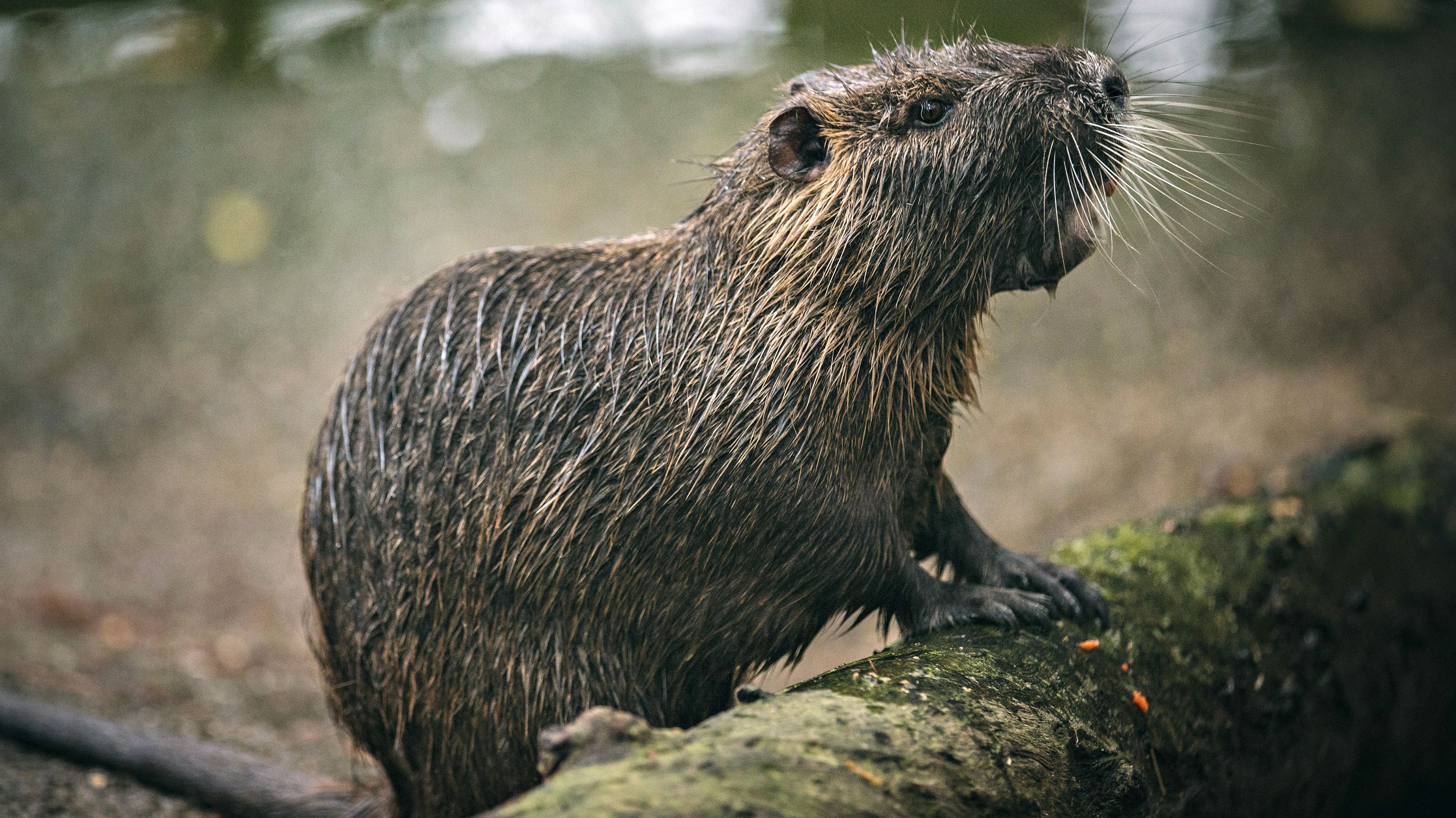 7 Facts About Nutria, the Invasive Rodents Taking Over Louisiana