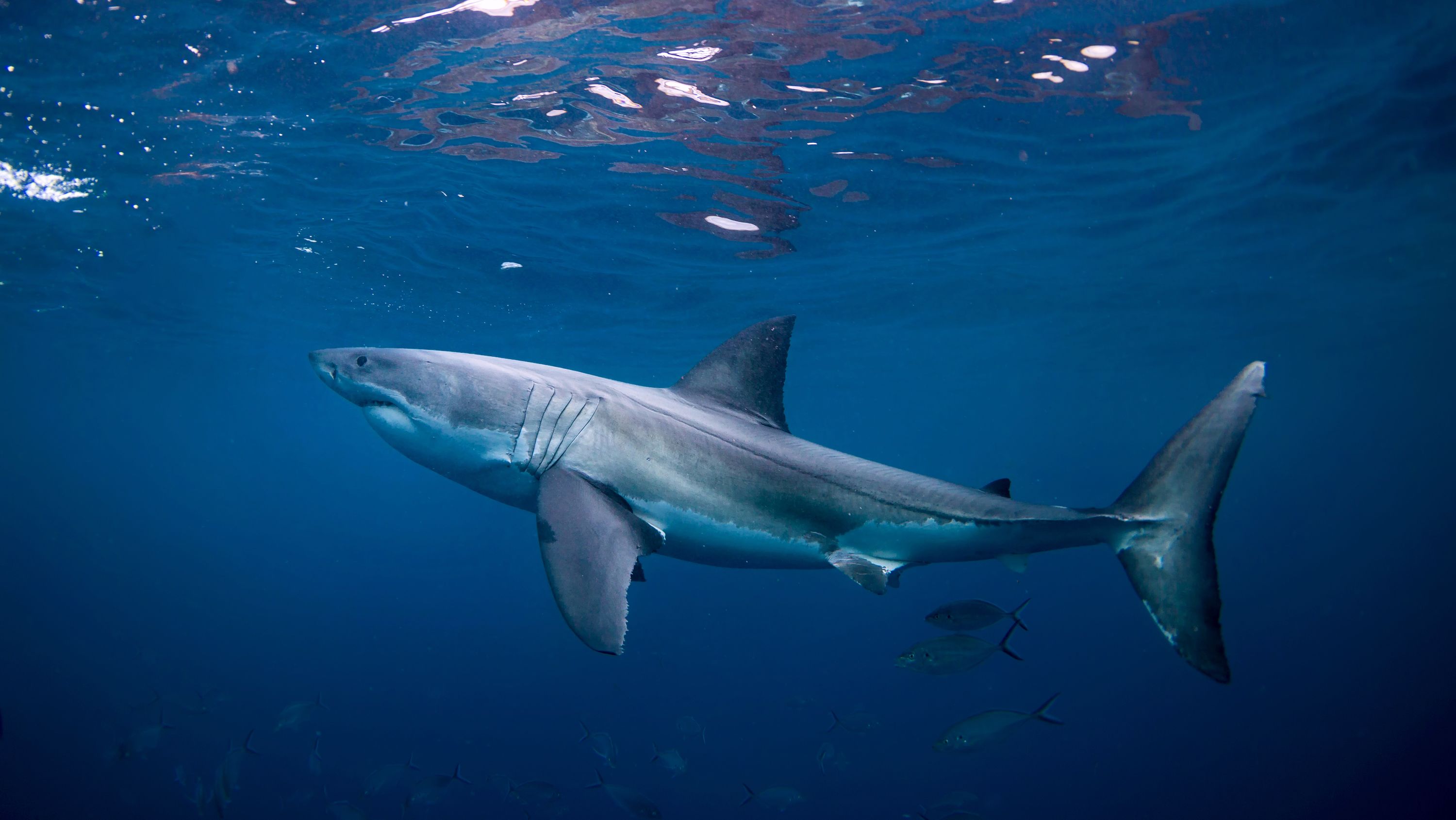 Think You Know Sharks? Try to Sort the Real Species From the Fake Ones Think You Know Sharks? Try to Sort the Real Species From the Fake Ones