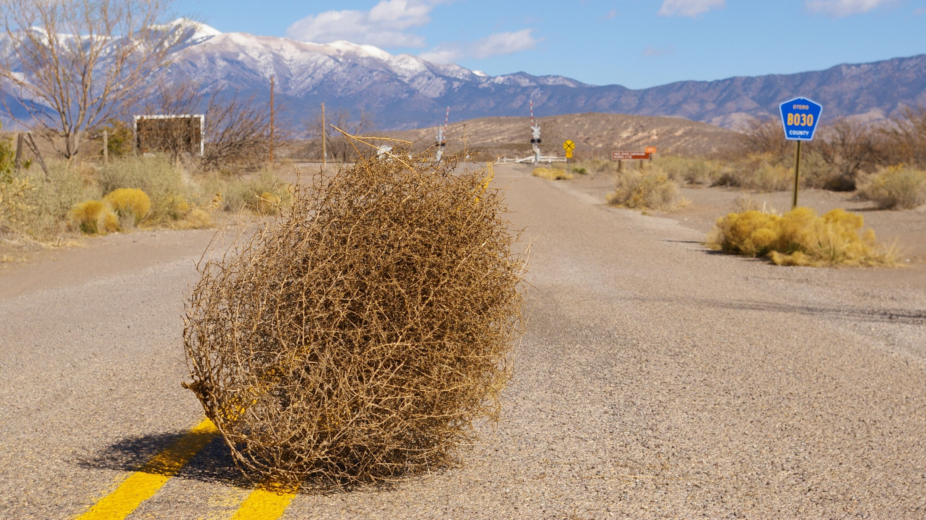 What Makes Tumbleweeds Tumble? | Mental Floss