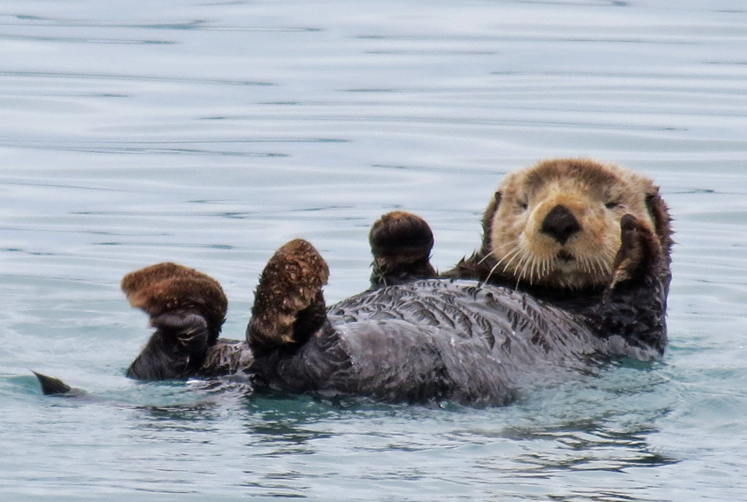 16 Playful Facts About Otters Mental Floss