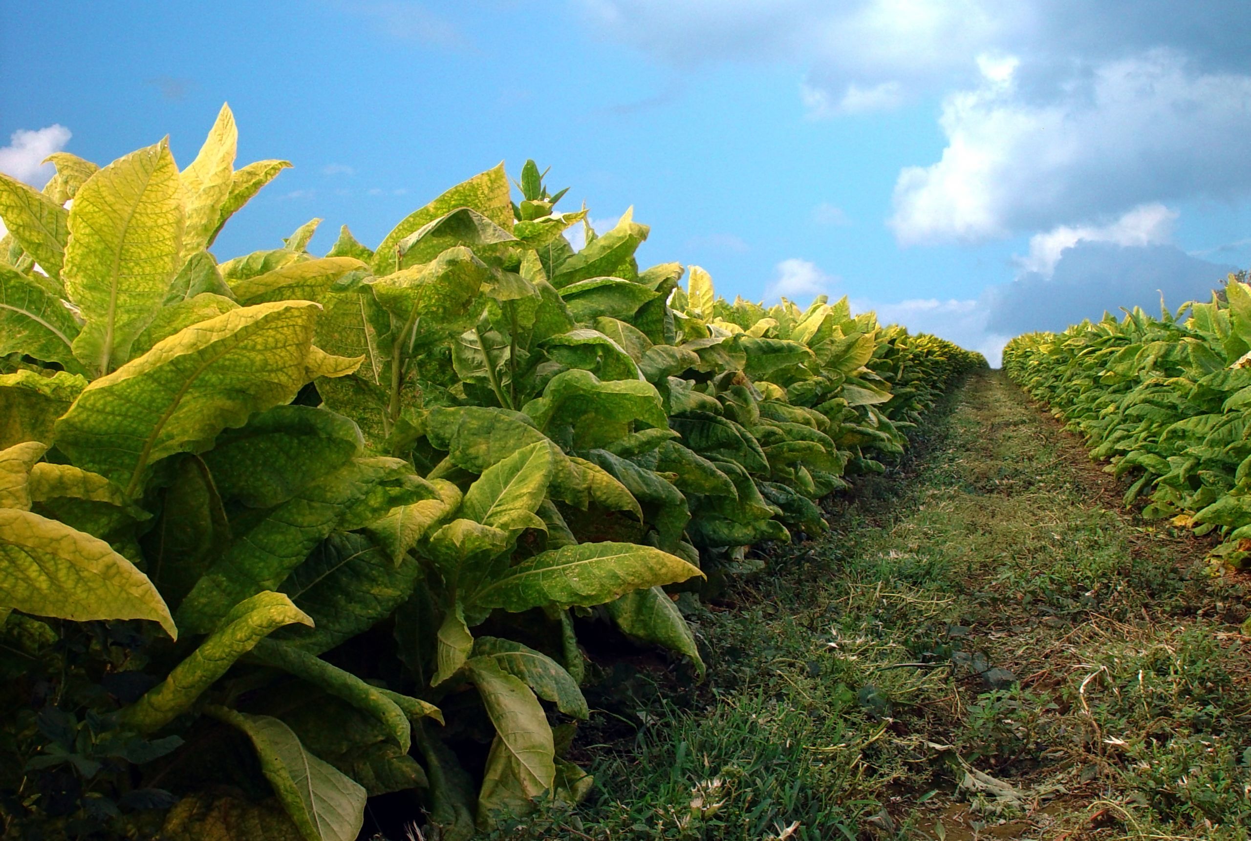 Tobacco Tree