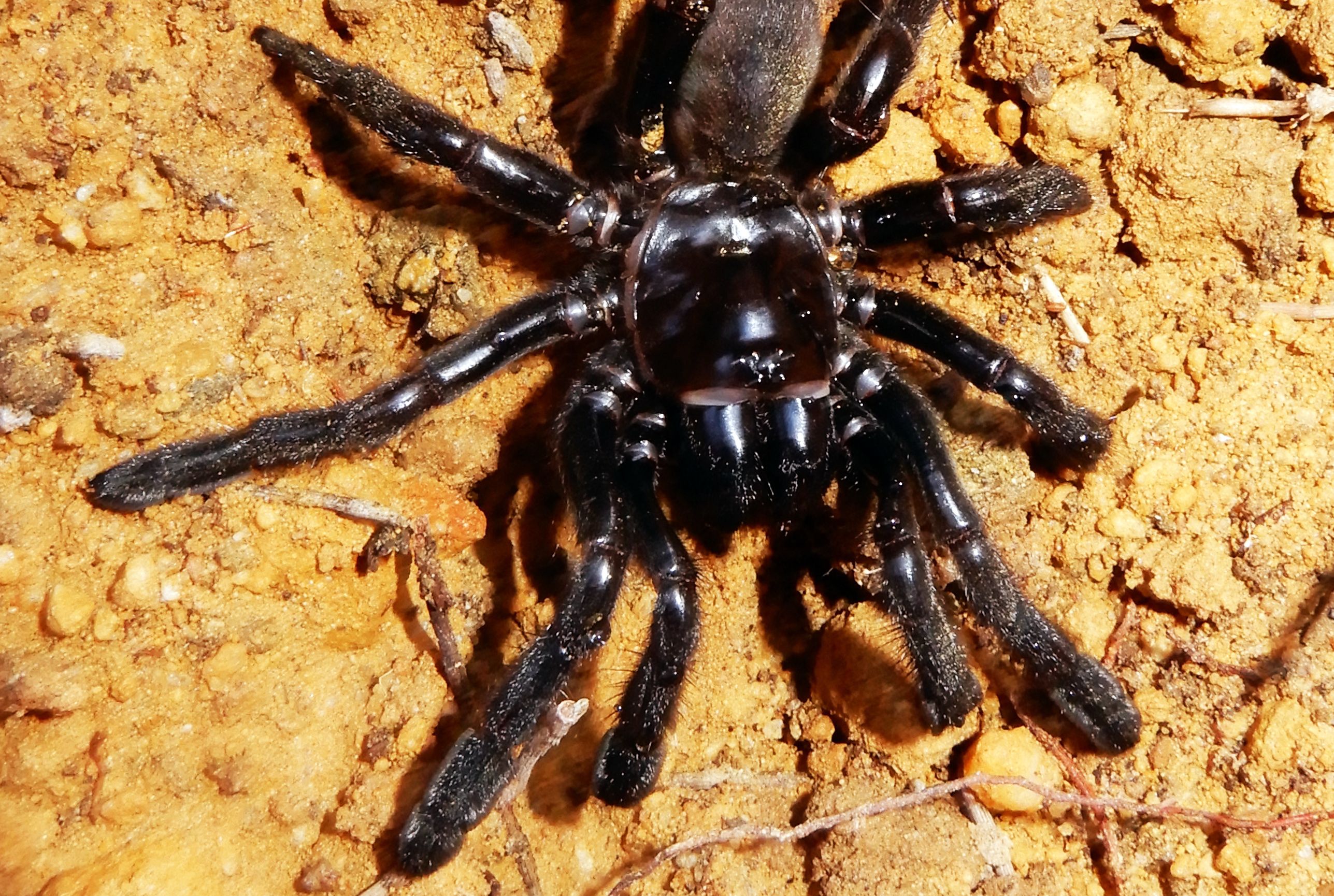 World S Oldest Spider Dies In Australia At The Age Of 43 From A