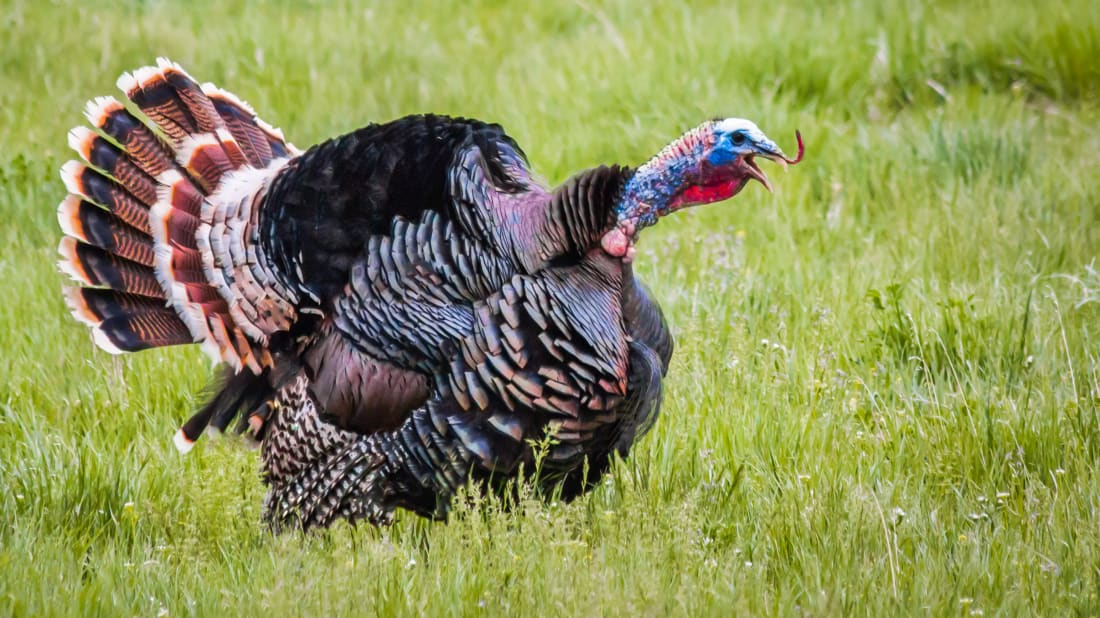 12 Old-Timey Turkey Terms to Bring Back This Thanksgiving ...