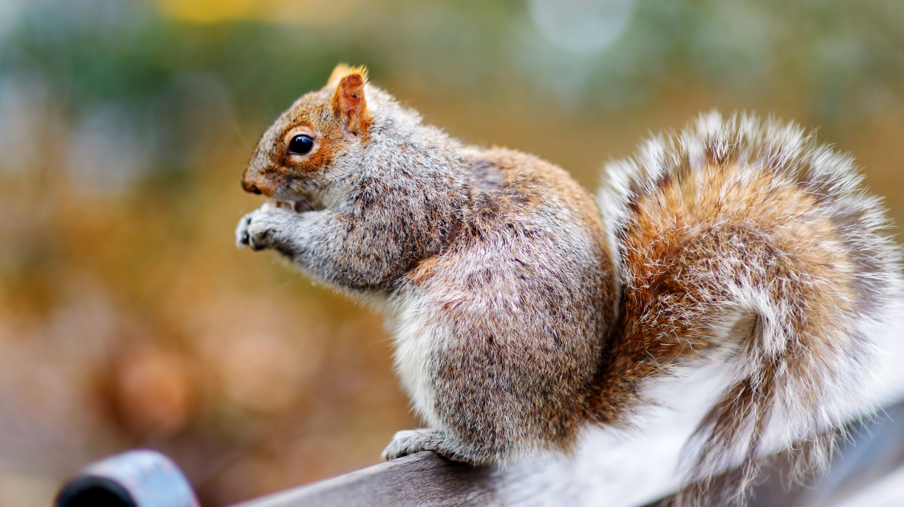 There Are 2373 Squirrels in New York's Central Park, Census Finds