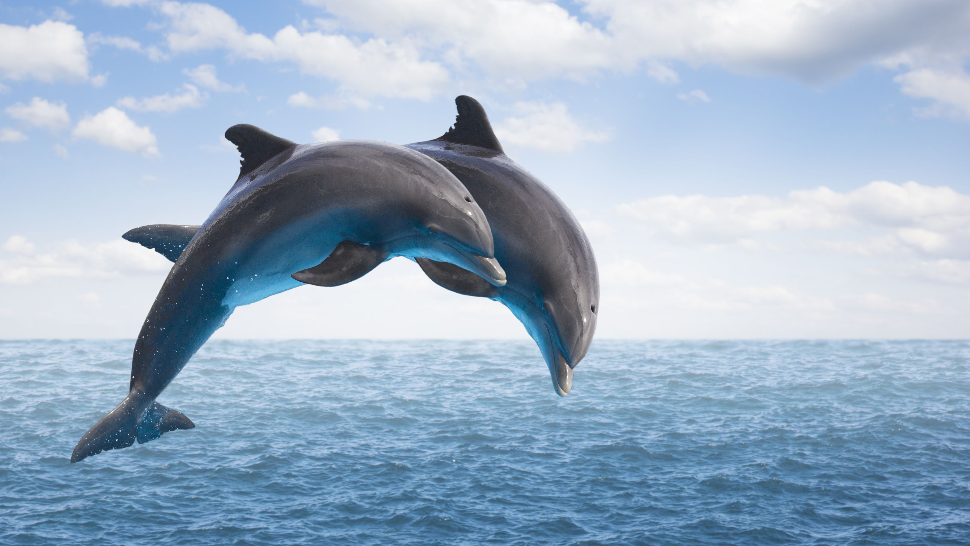 15 Delightful Facts about Dolphins | Mental Floss