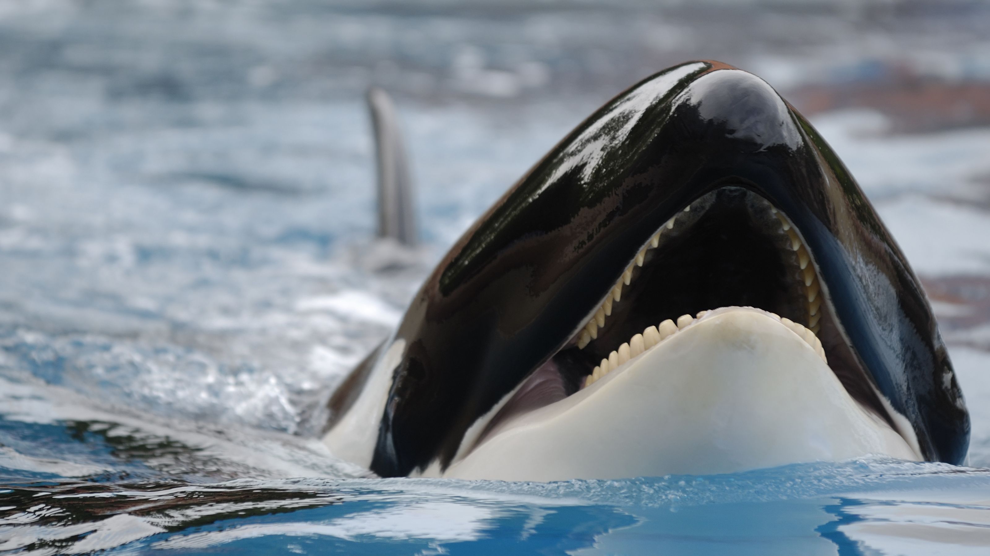 This Live Stream Lets You Eavesdrop on Endangered Killer Whales