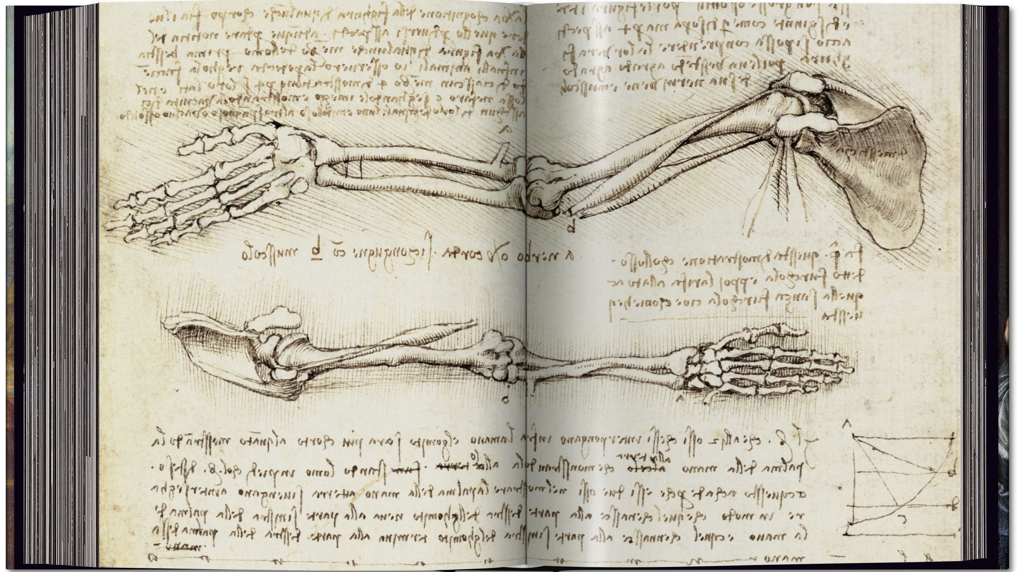 Explore Leonardo Da Vinci's Anatomical Sketches and Lesser-Known