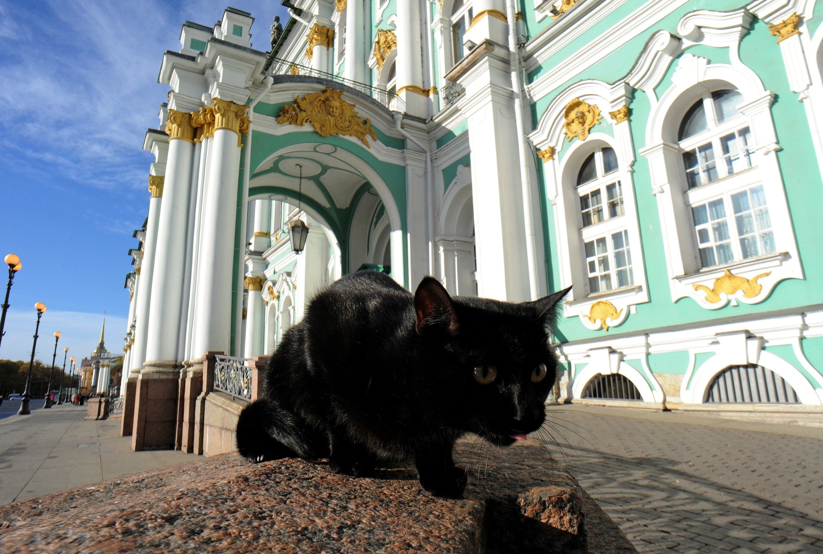 9 Museums Around The World That Every Cat Lover Should Visit Mental Floss