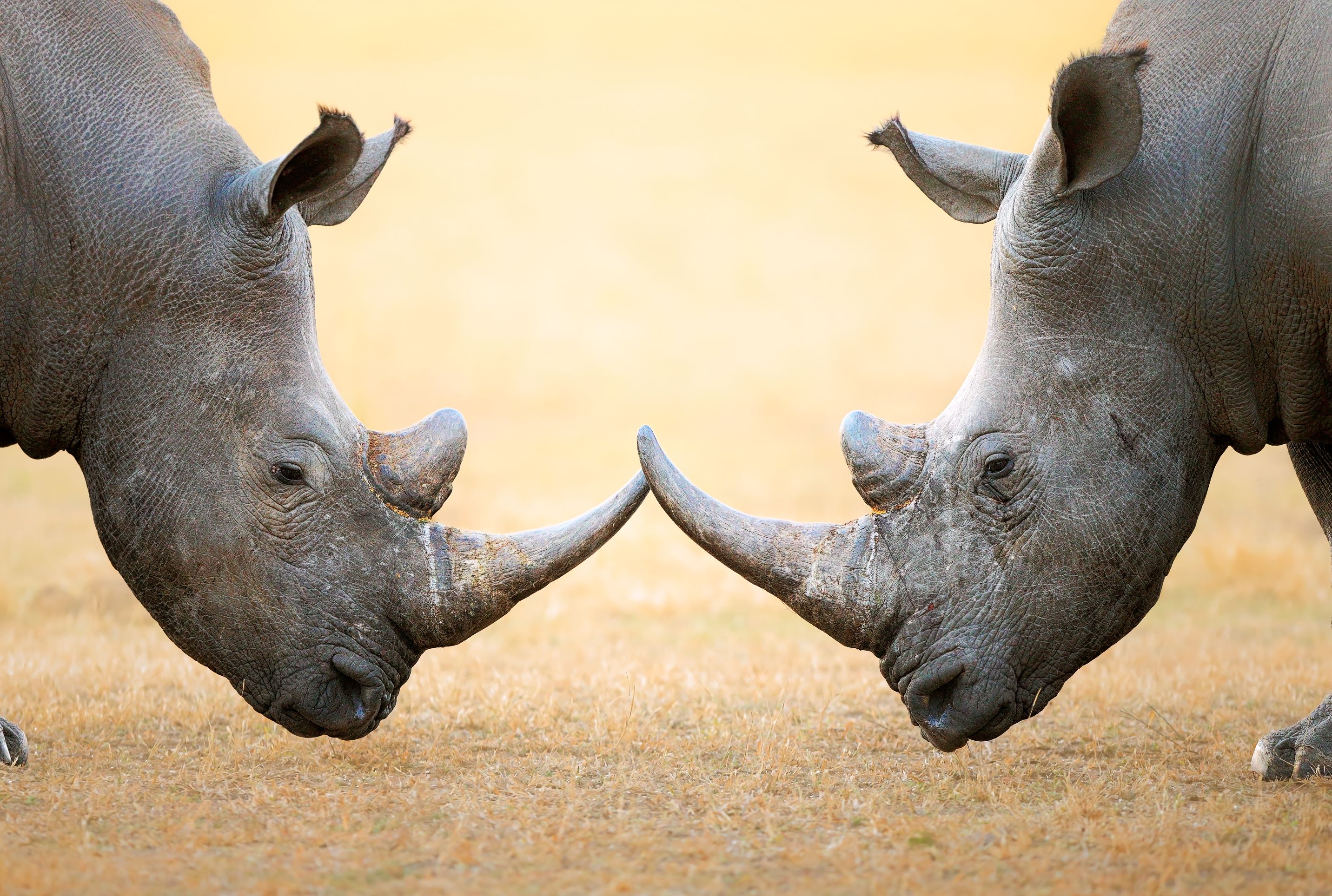 15 Things You Might Not Know About Rhinos Mental Floss