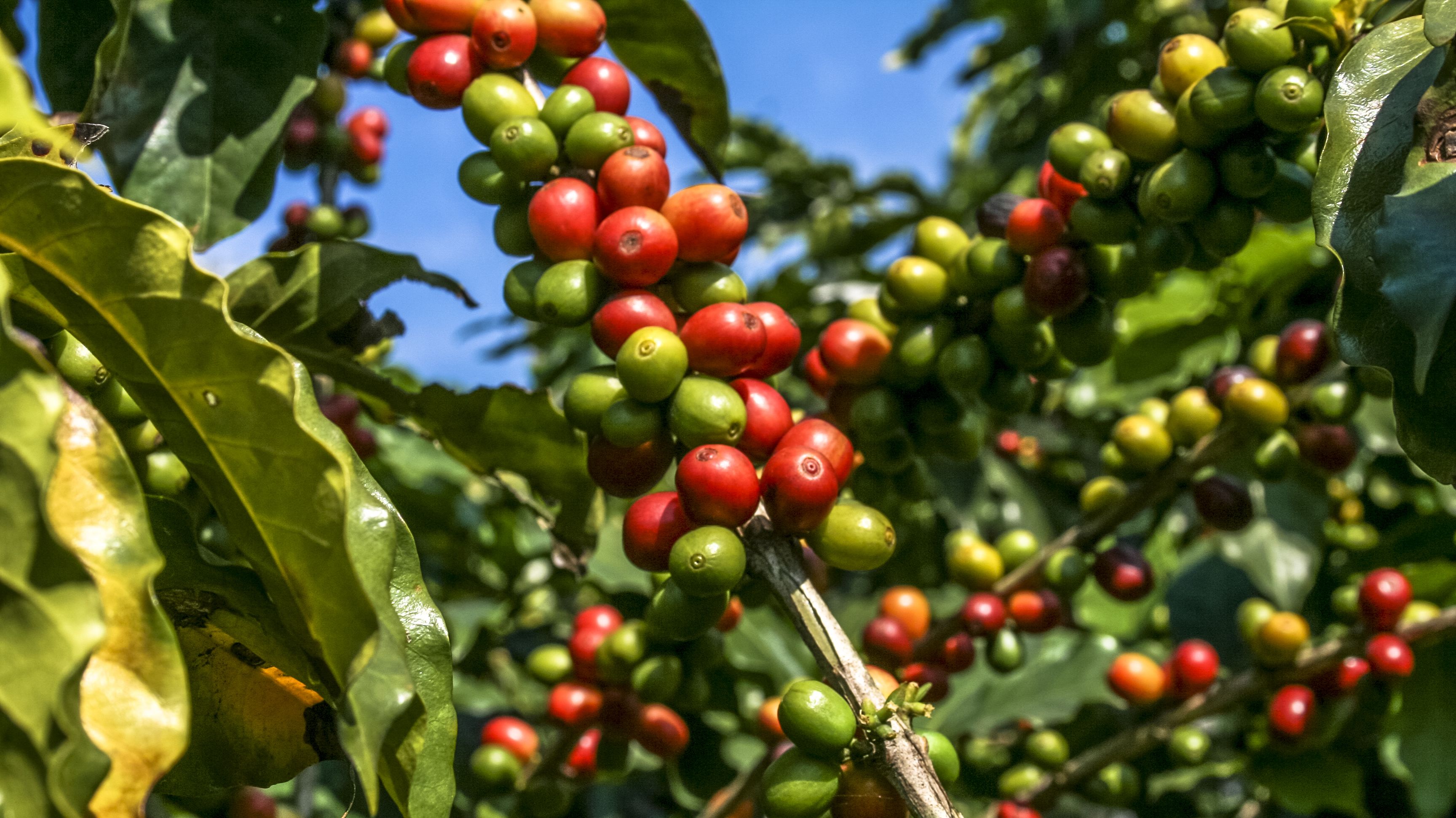 More Than Half of Wild Coffee Species Could Go Extinct Mental Floss
