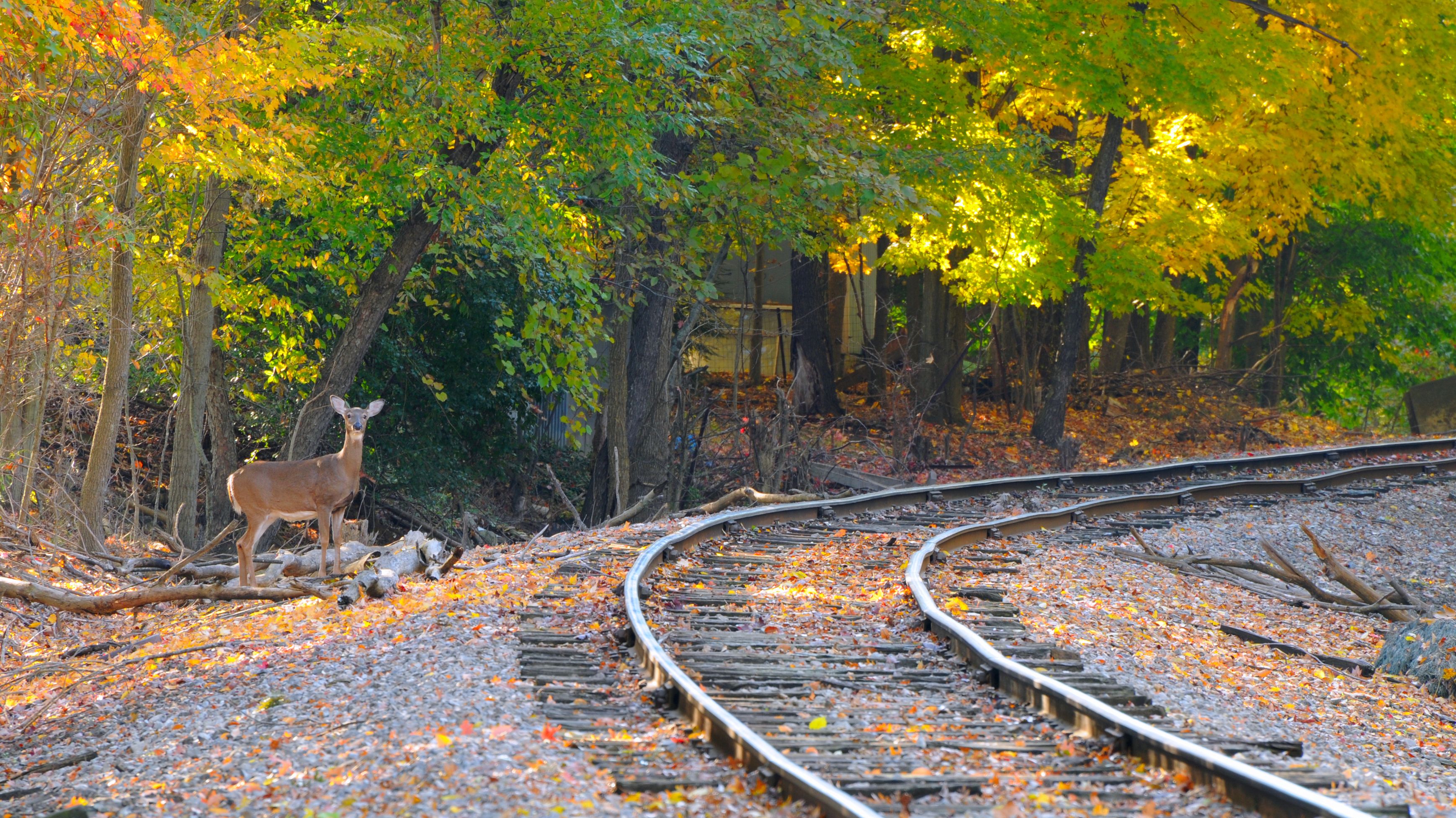 Horns Some Trains in Japan Bark Like Dogs to Scare Away Deer