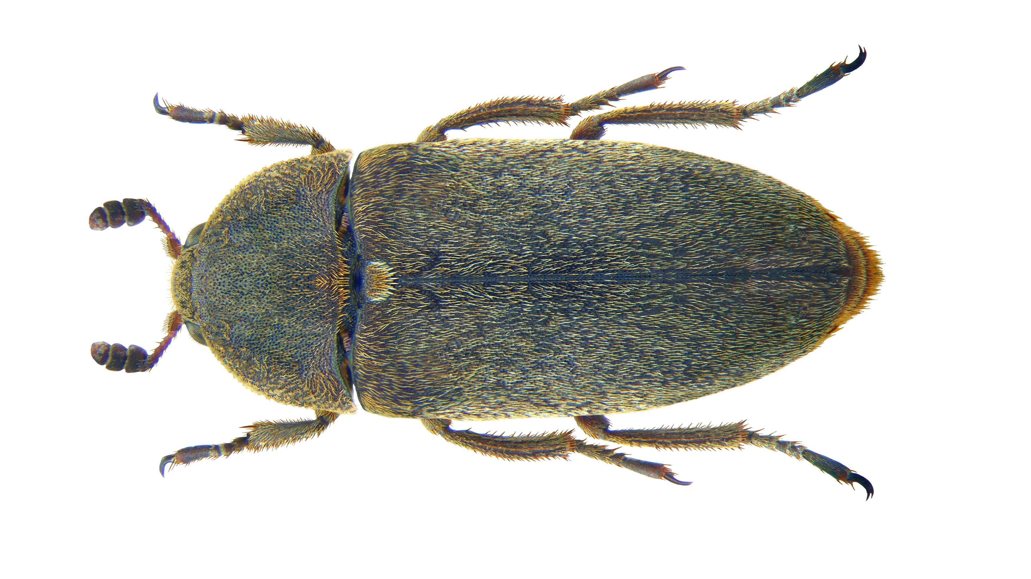 The Beetles That Work At Natural History Museums Mental Floss