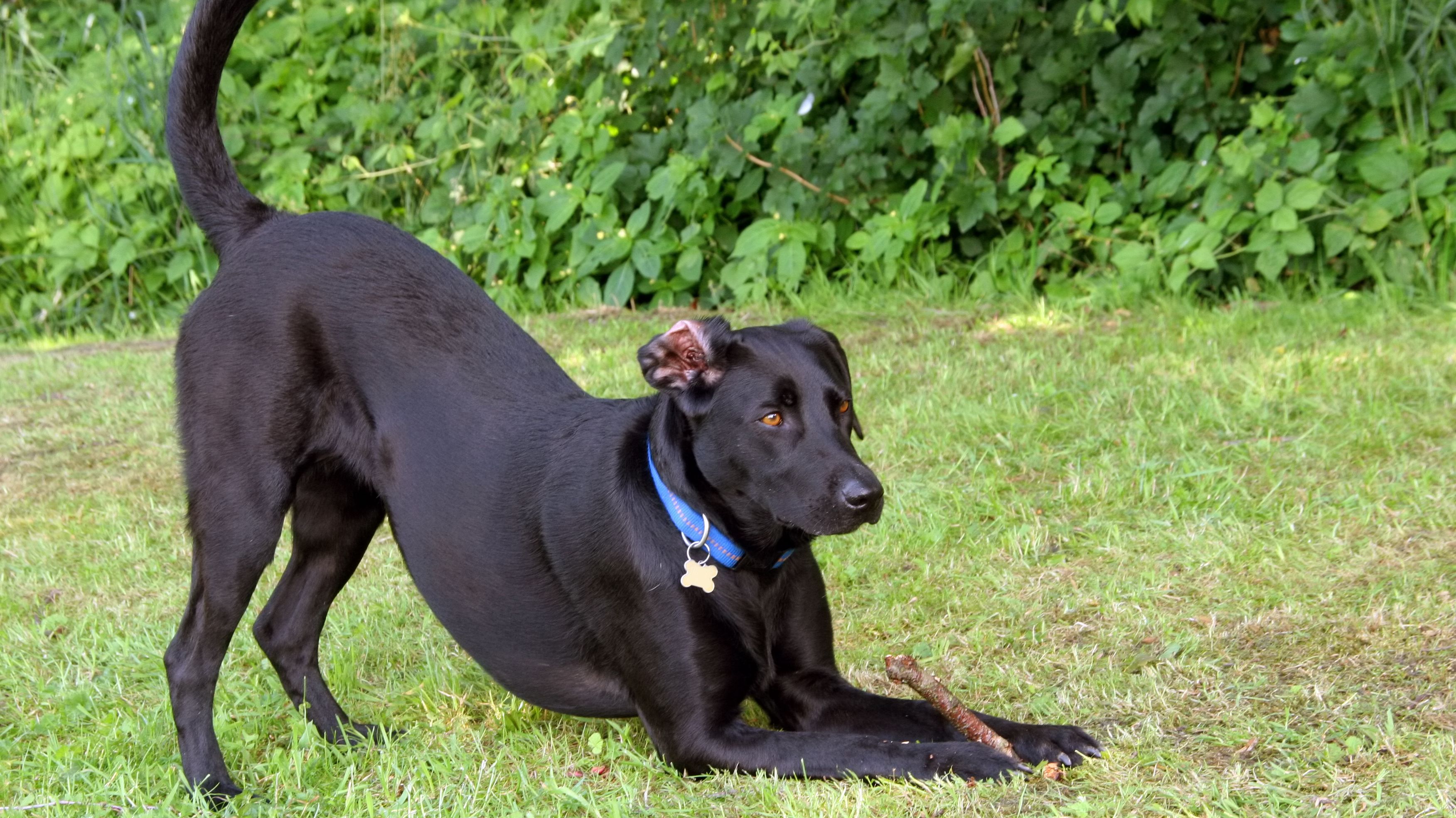 Play bow in dogs