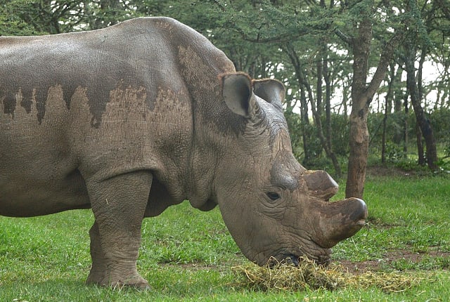 Tony Karumba, AFP/Getty Images