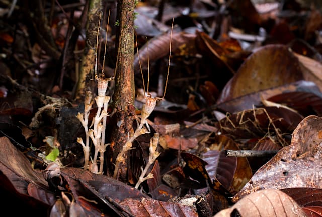 Courtesy of Michal Sochor