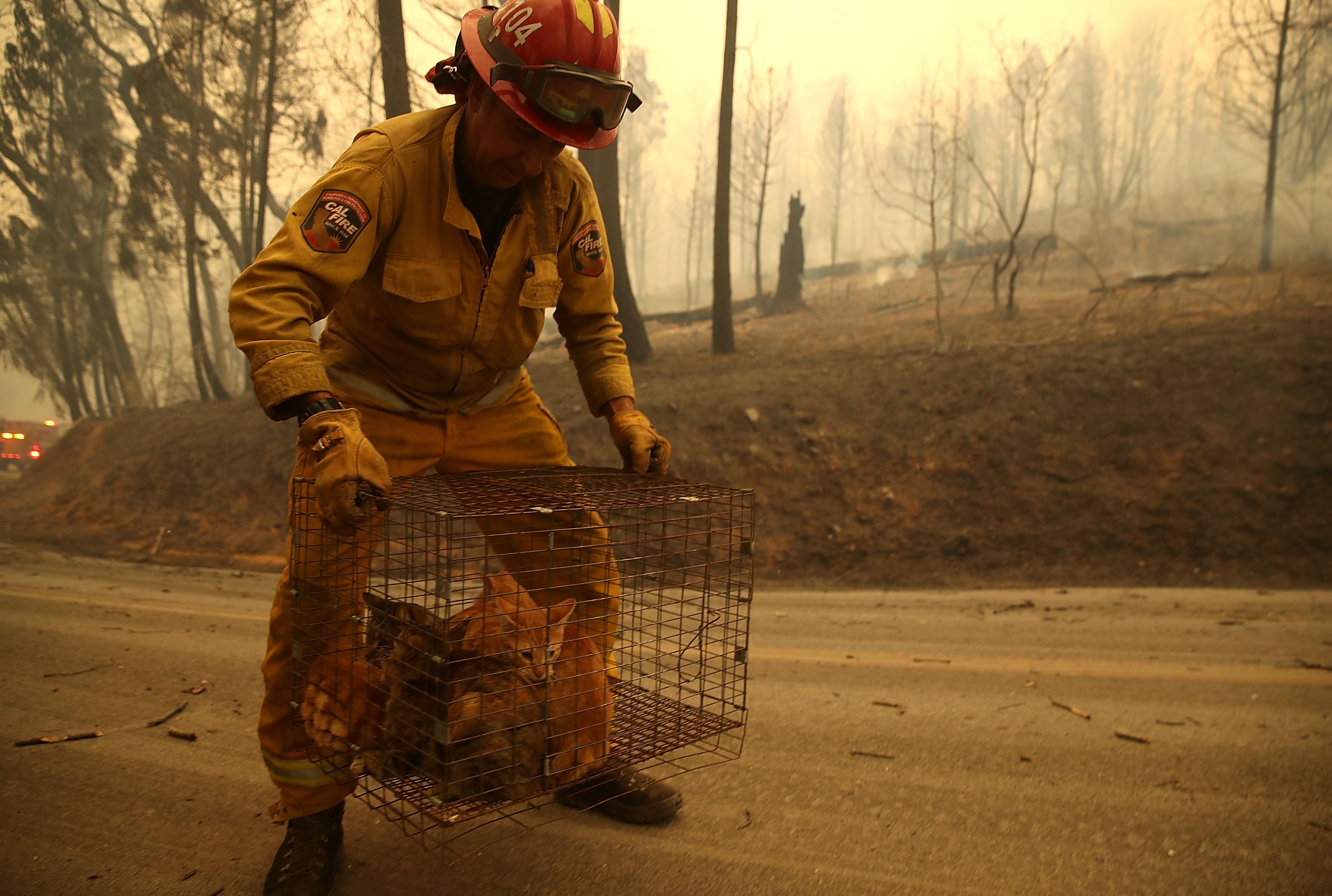 5 Ways You Can Help California S Wildfire Victims Mental Floss