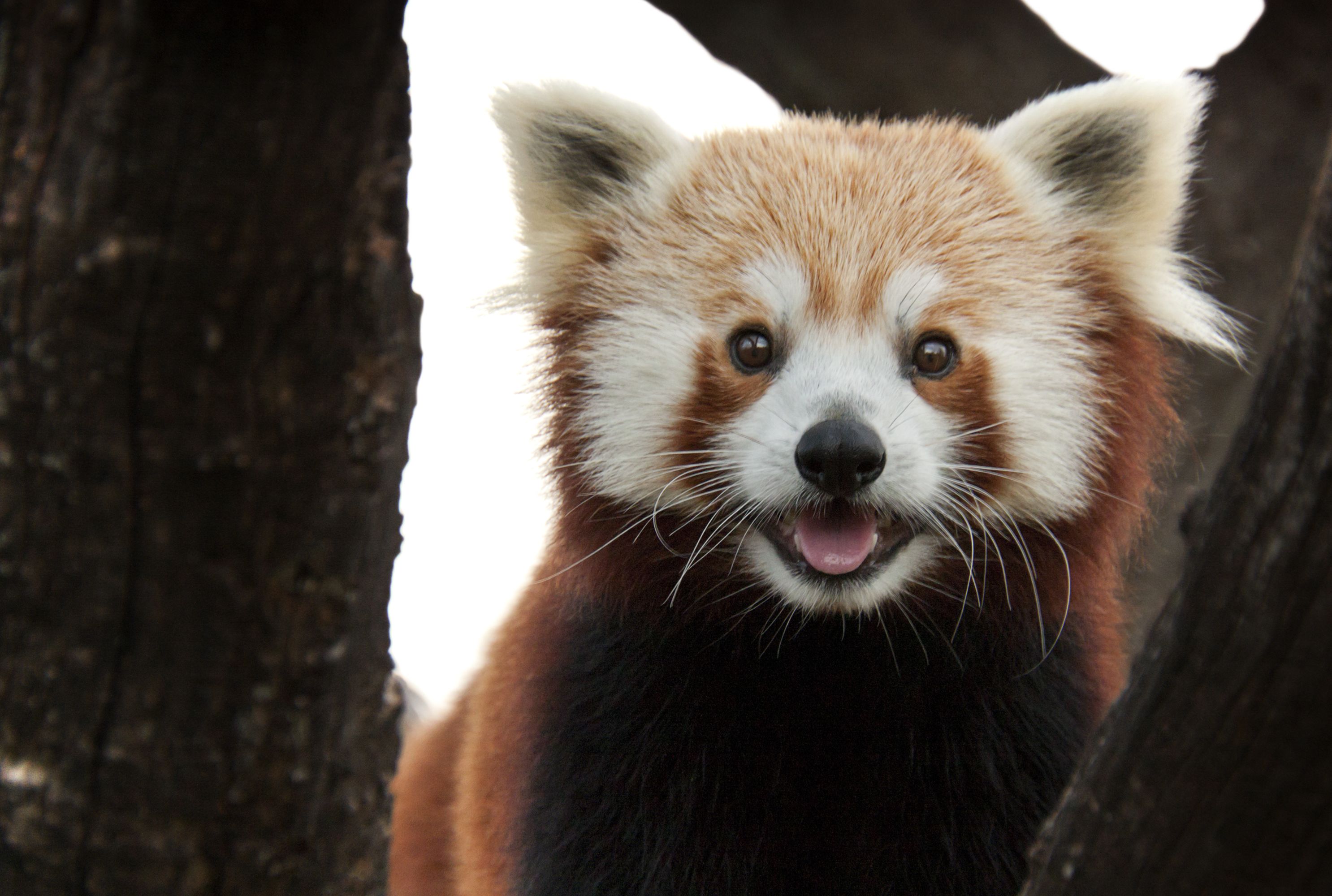 12 Furry Facts About Red Pandas Mental Floss
