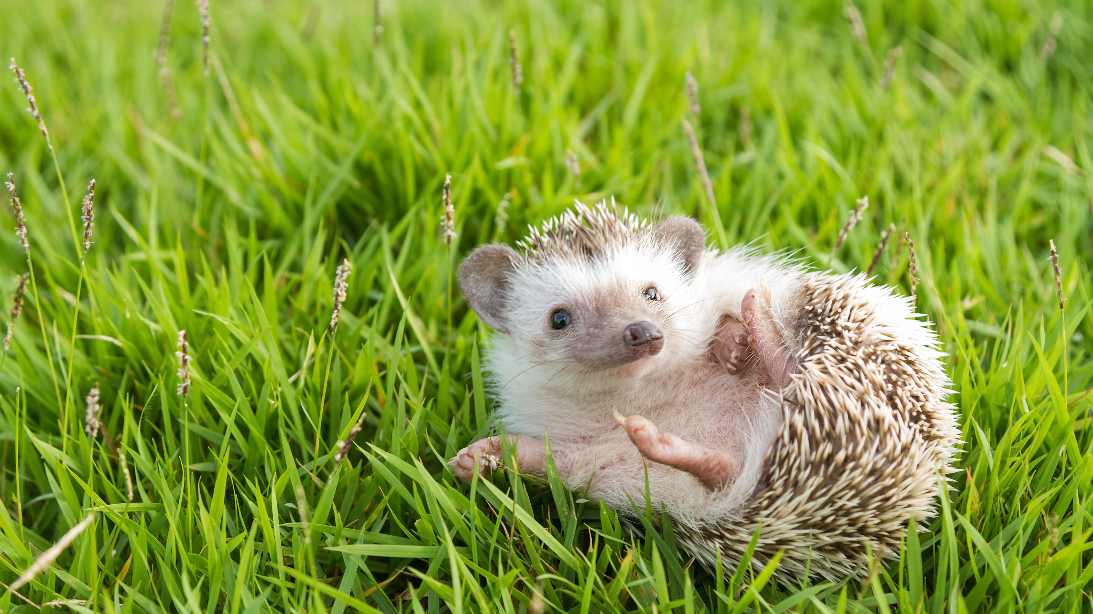 Fun Facts Hedgehogs | Mental
