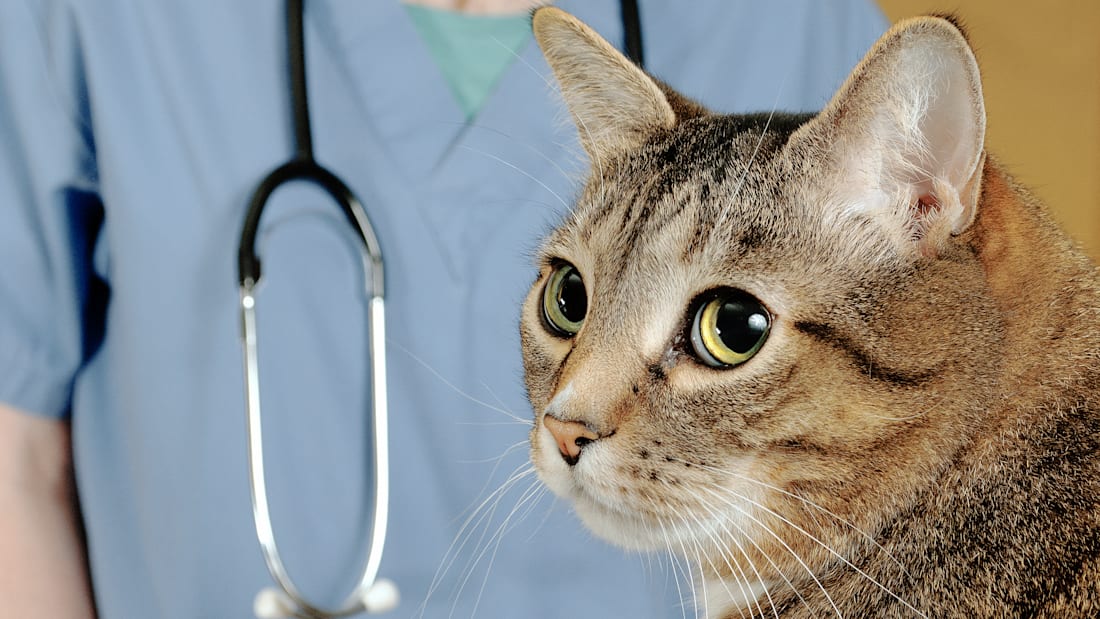 New Health Monitoring Litter Box Could Save You A Trip To The Vet